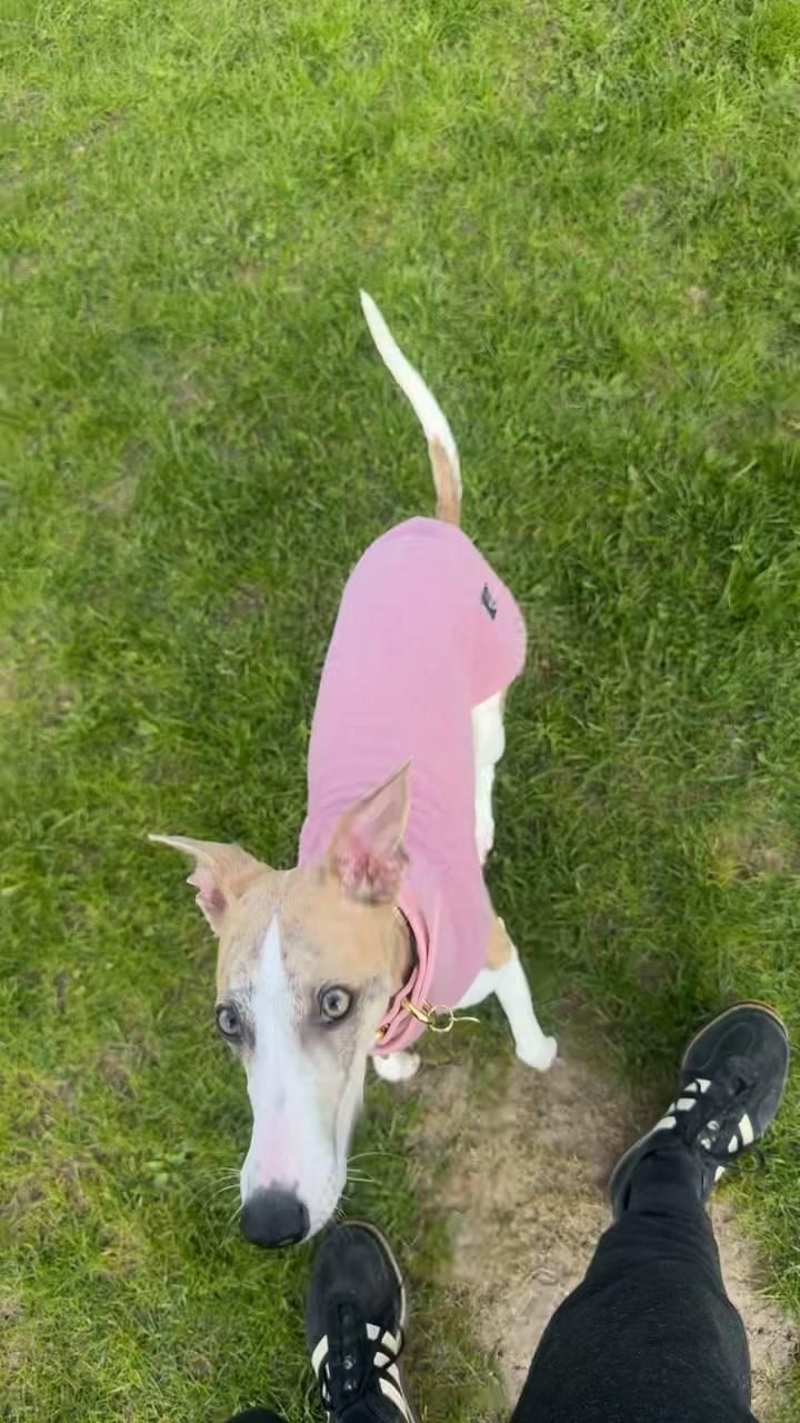 @bianka.the.whippet