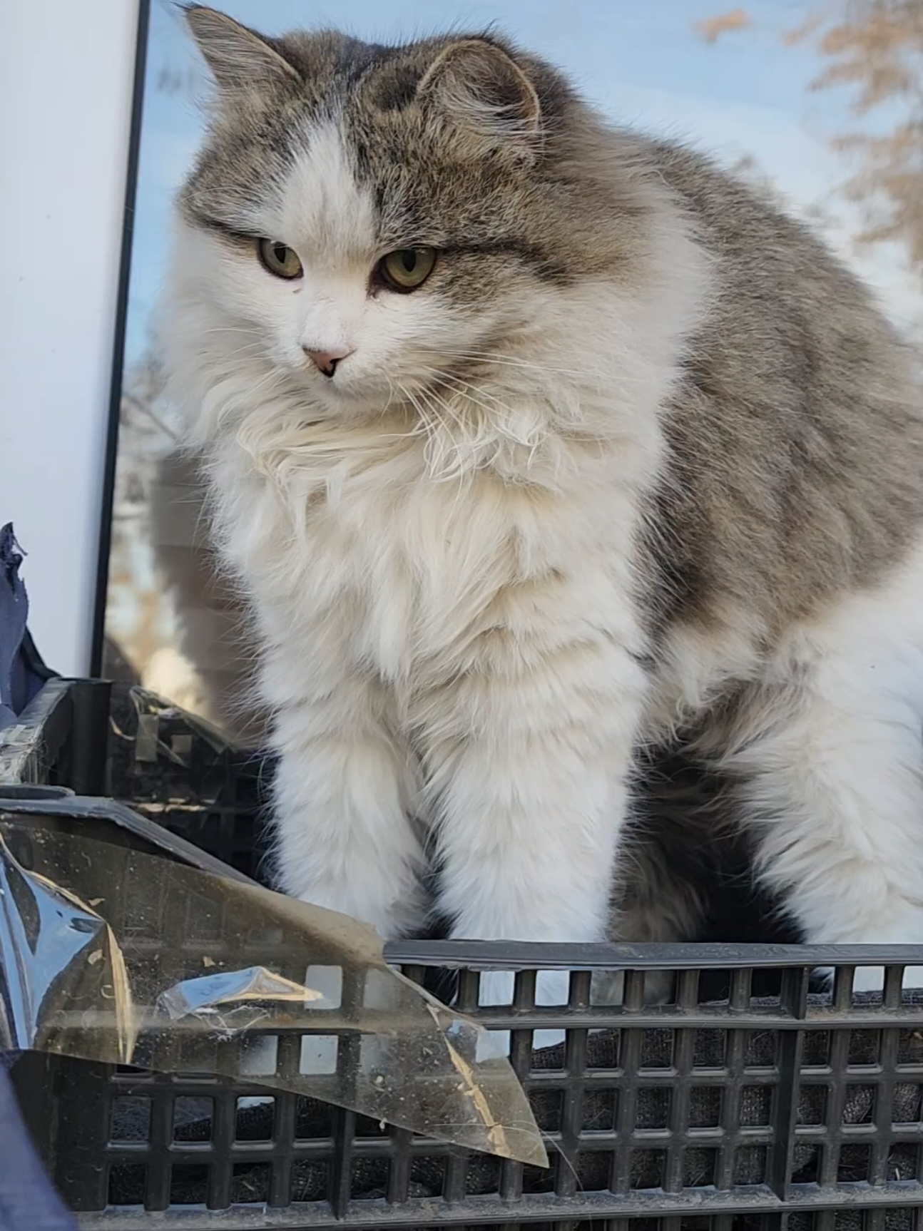@Cat's Save