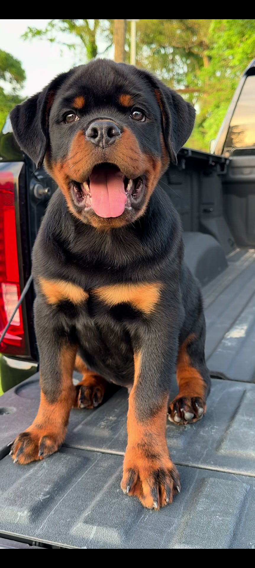 @King Vasko Rottweilers
