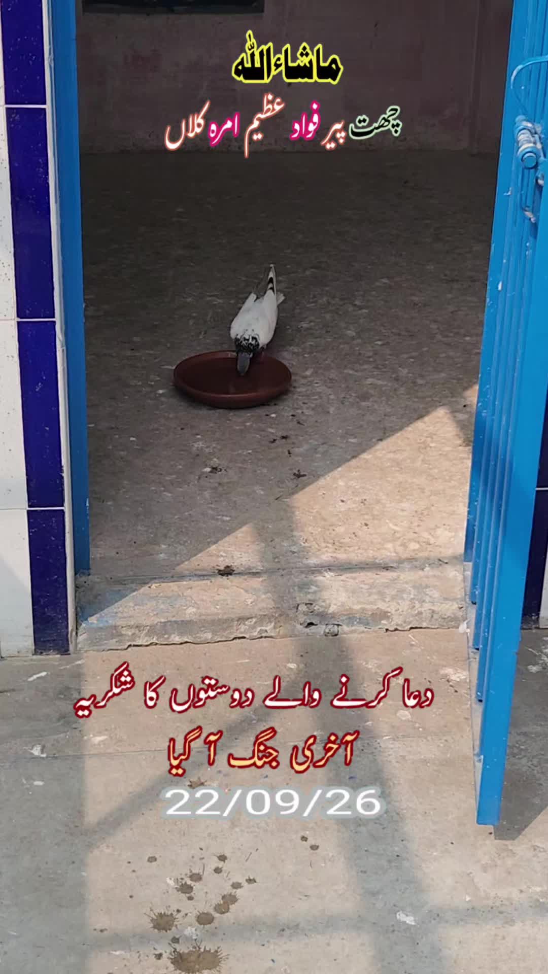 @amrakalan5