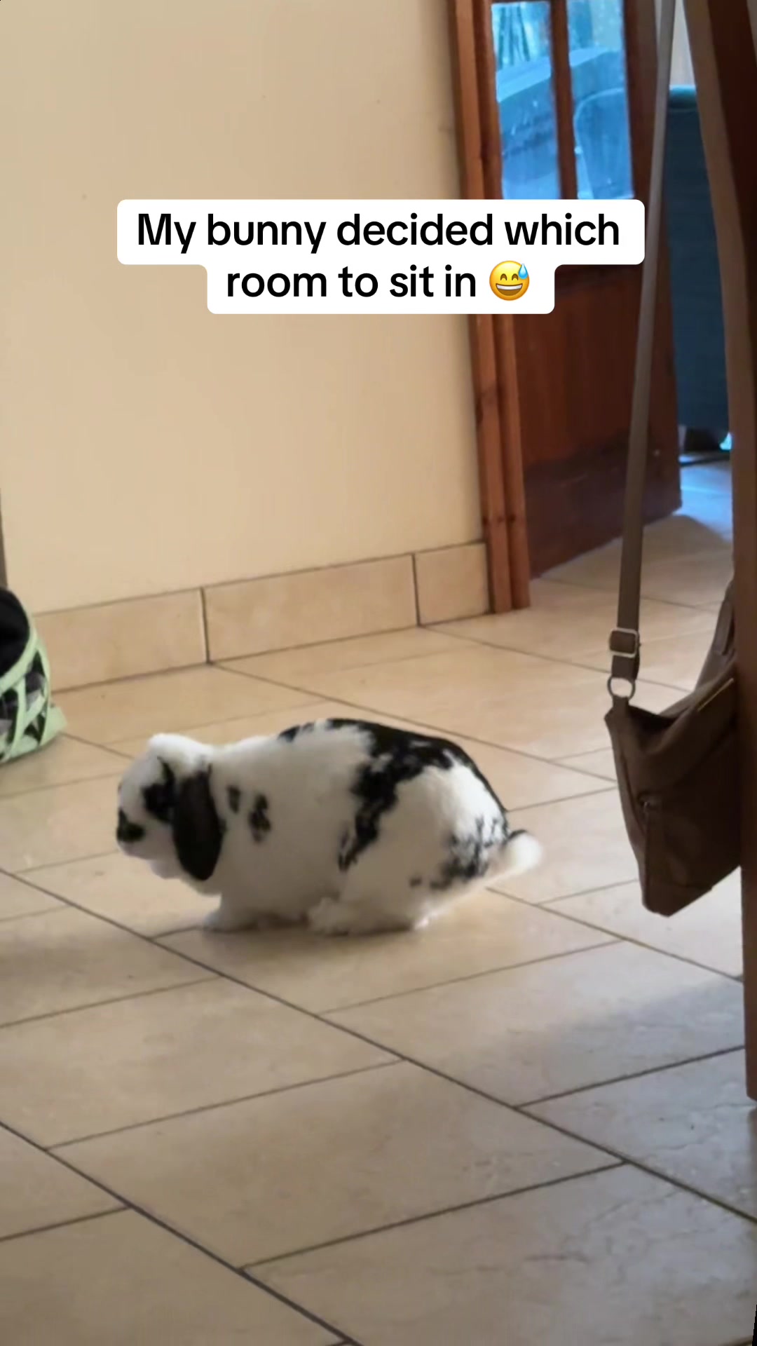 @Bun, two, three, four