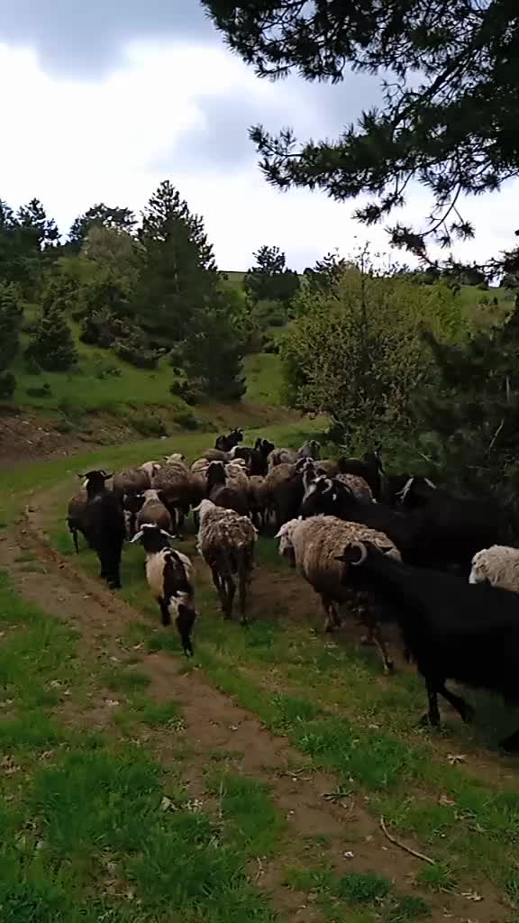 @Osman Eğilmez