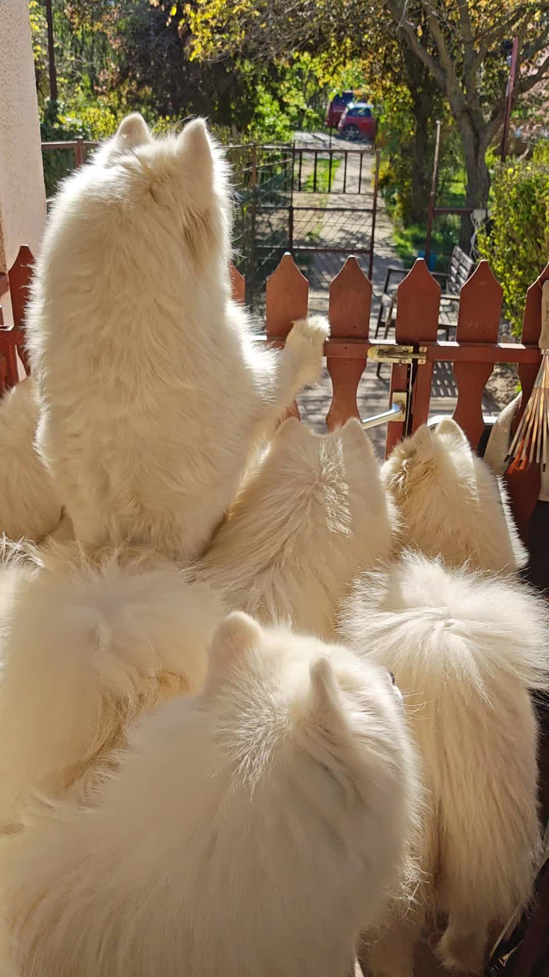 @Lovely Snow Diamonds Samoyed