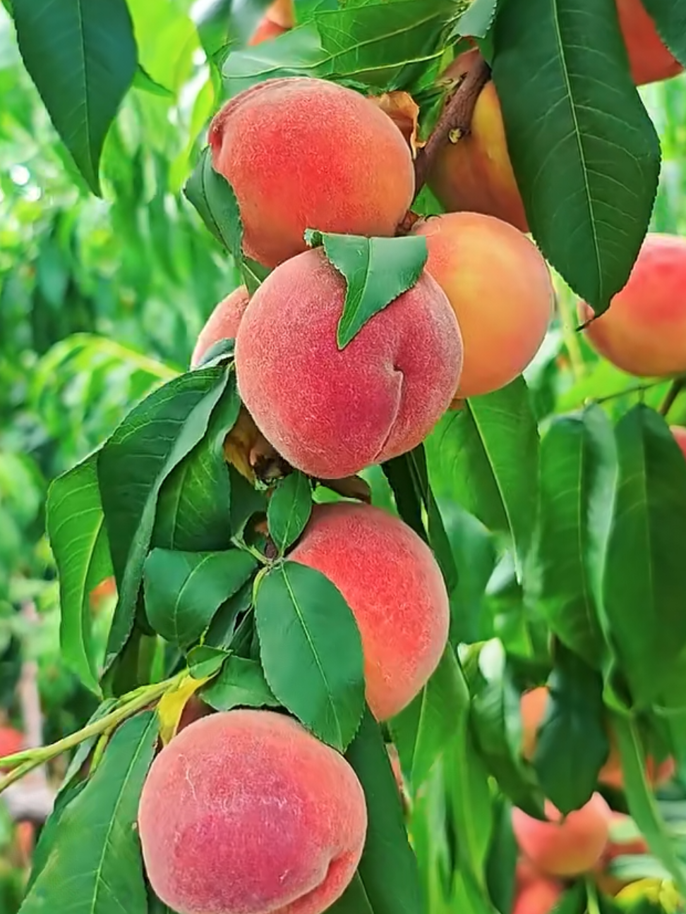 @S&igrave;yu&egrave; Finds 🛍 🍅🫐🥦🍎