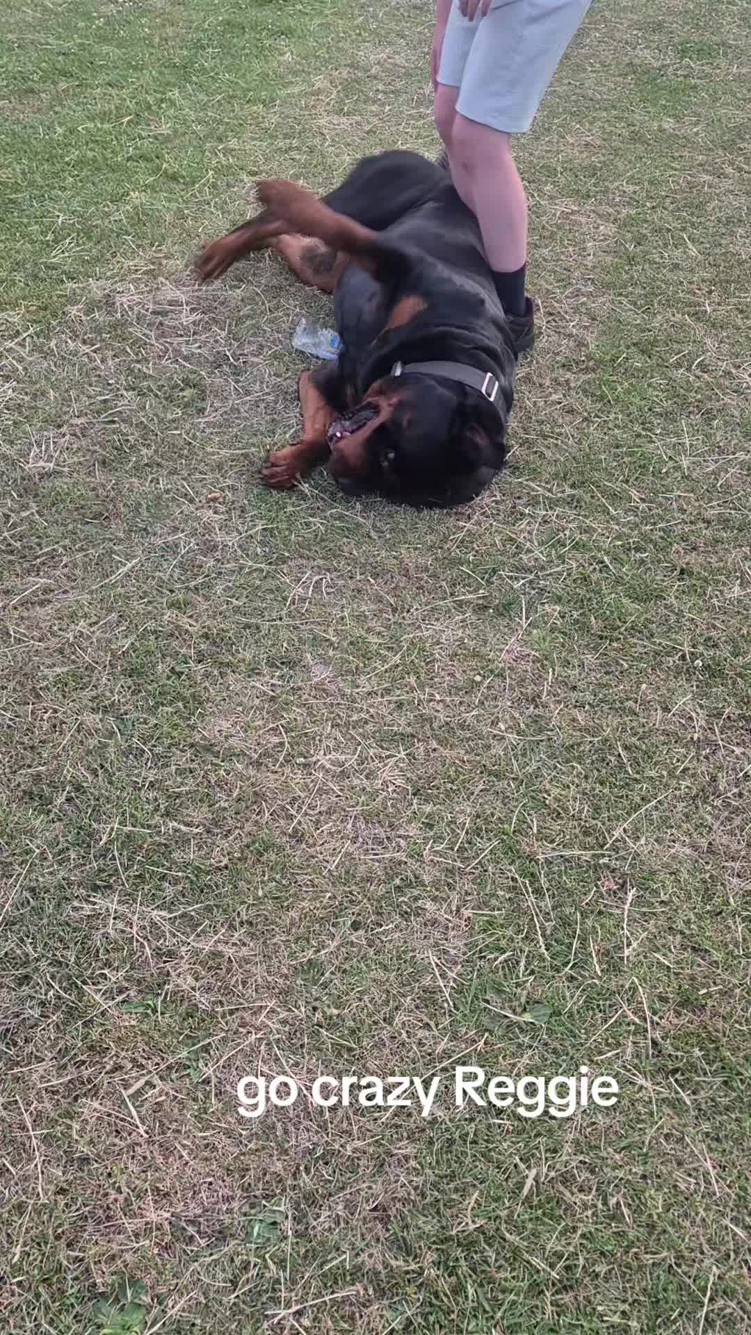 @Reggie the Rott