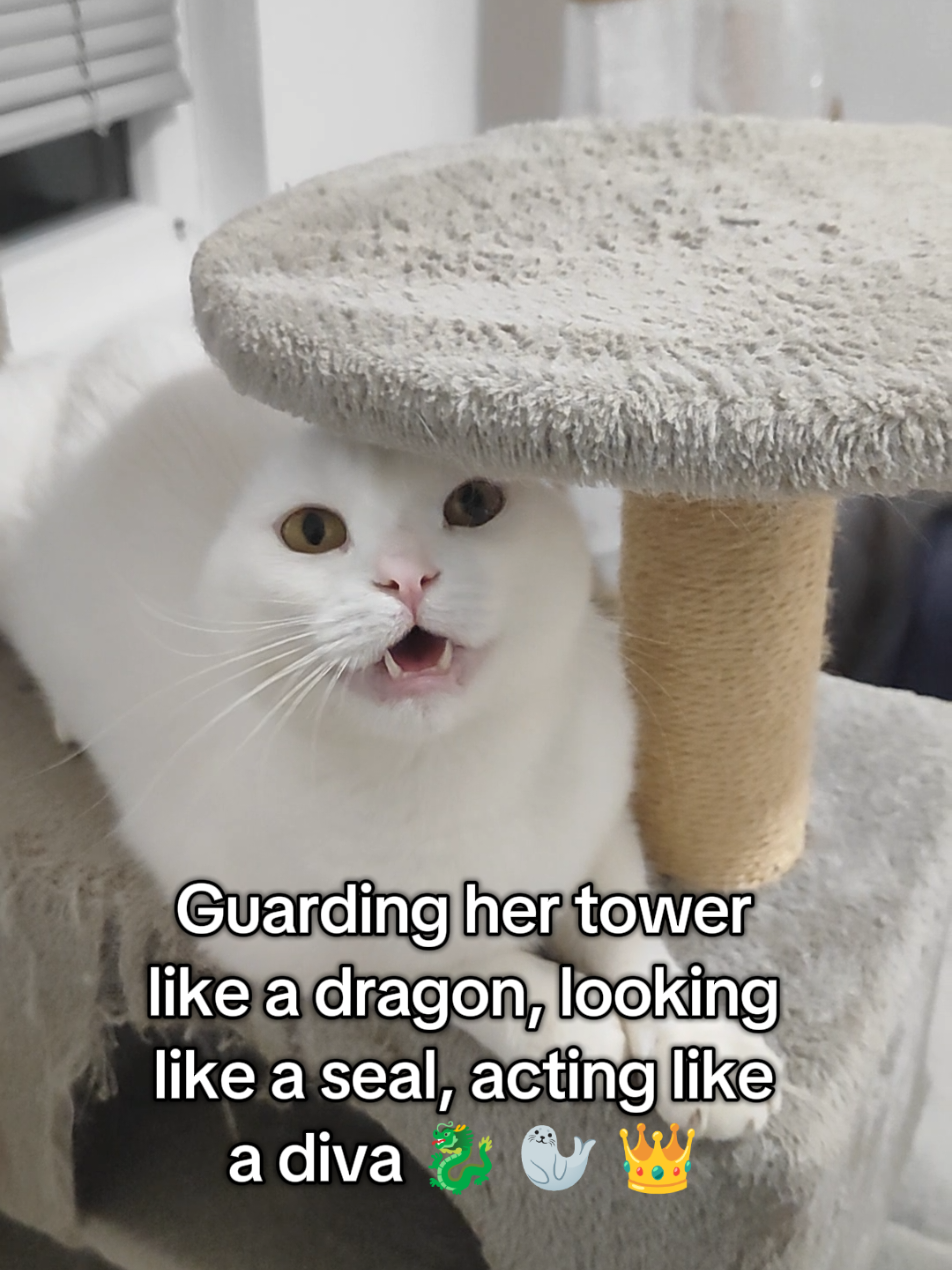 @Fluffy - the persian cat