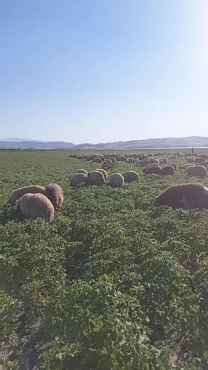 @TAHER KOLNADAR