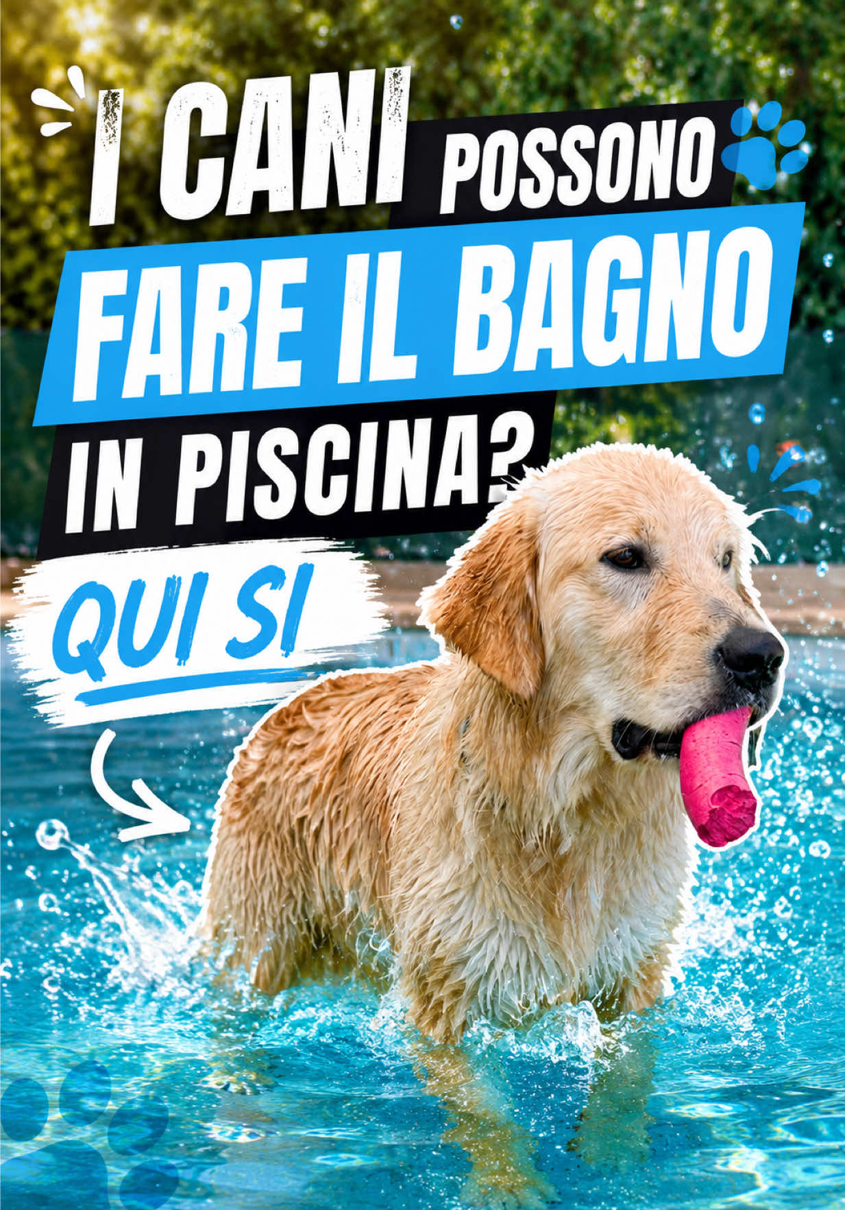 @AMELI(SSA)🐶👧🏻