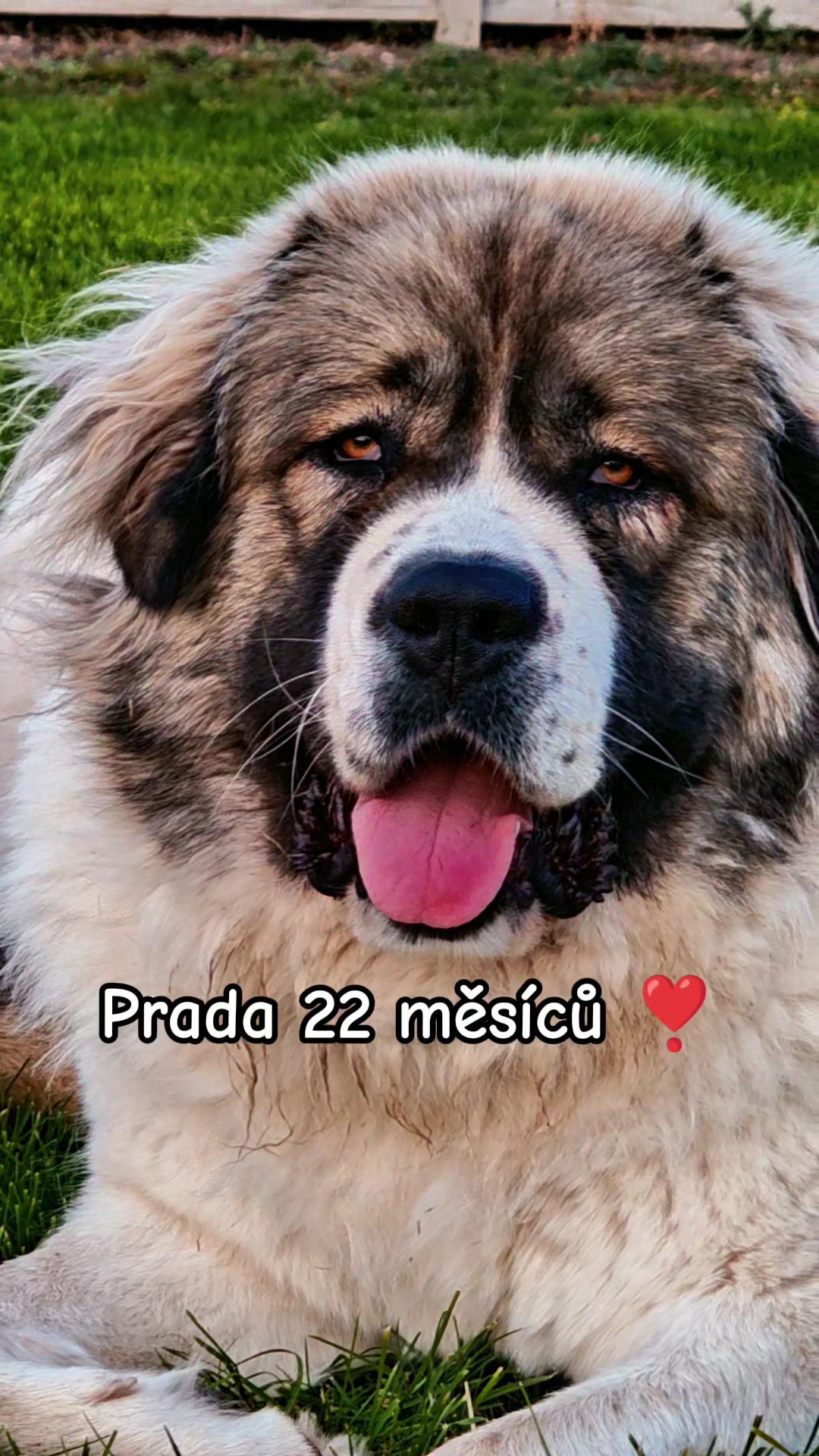 @🐻🎀Brutus & Prada 🍑🐝