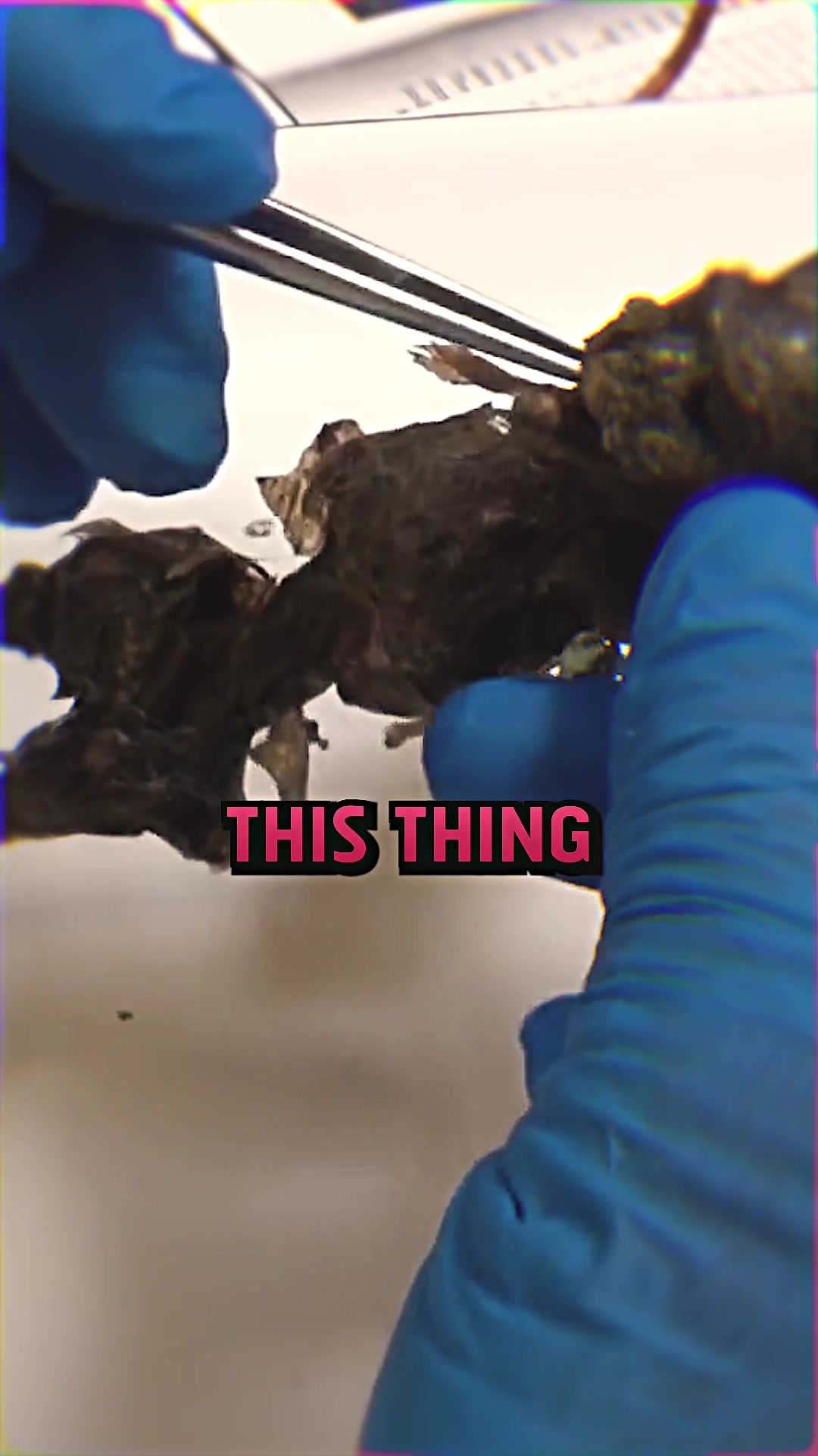 @Sundaycooltee