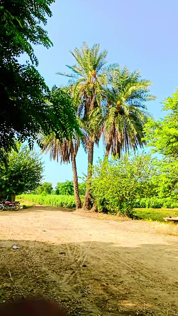 @عبدﷲ ٹھیکیدار