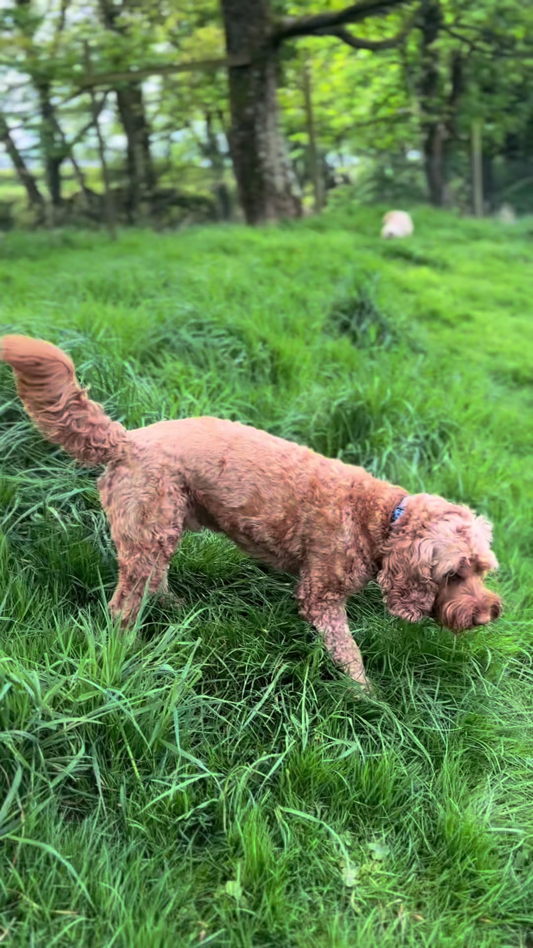 @Precious Paws by Jo