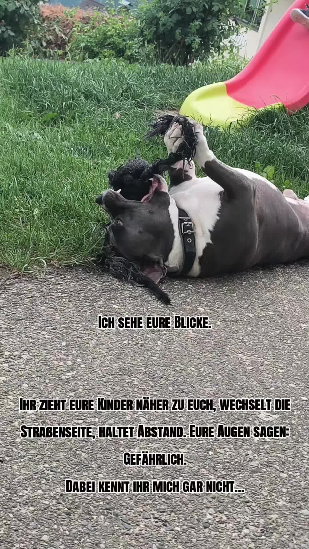 @Kampfschmusser_Nero🖤
