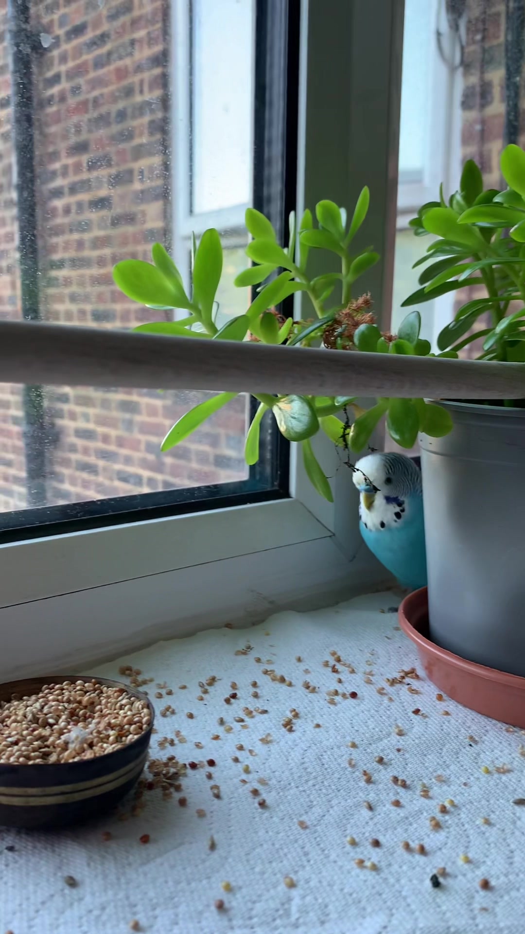 @Blu_the_budgie 🇹🇹