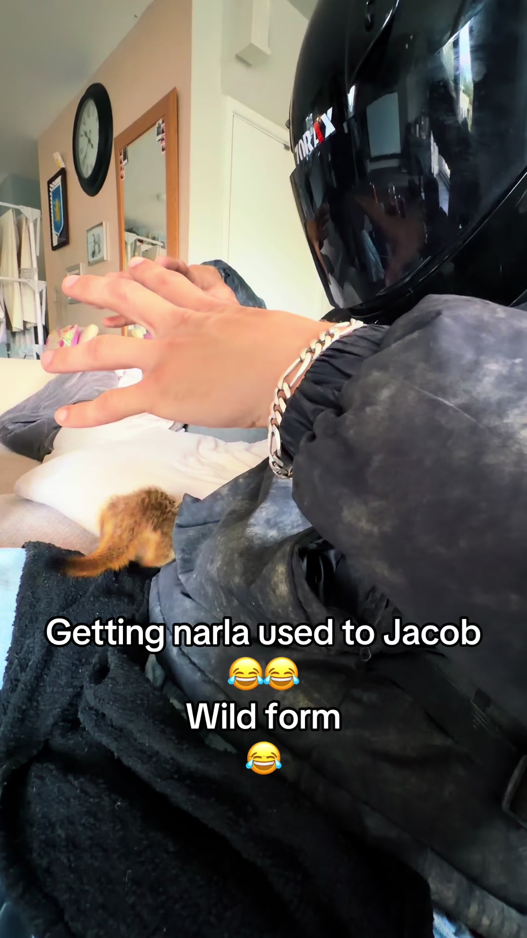 @horsetiktoc