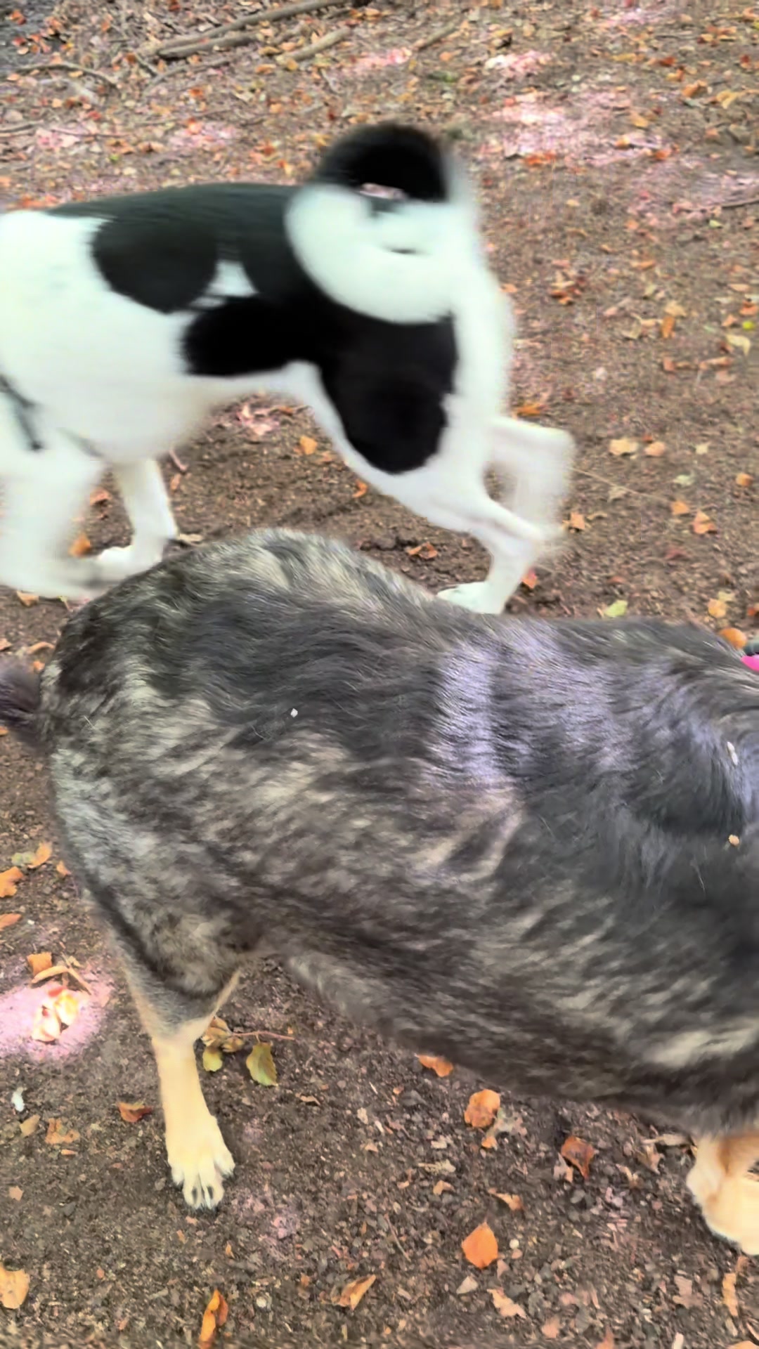 @Hilde Wonky Dog & Pals