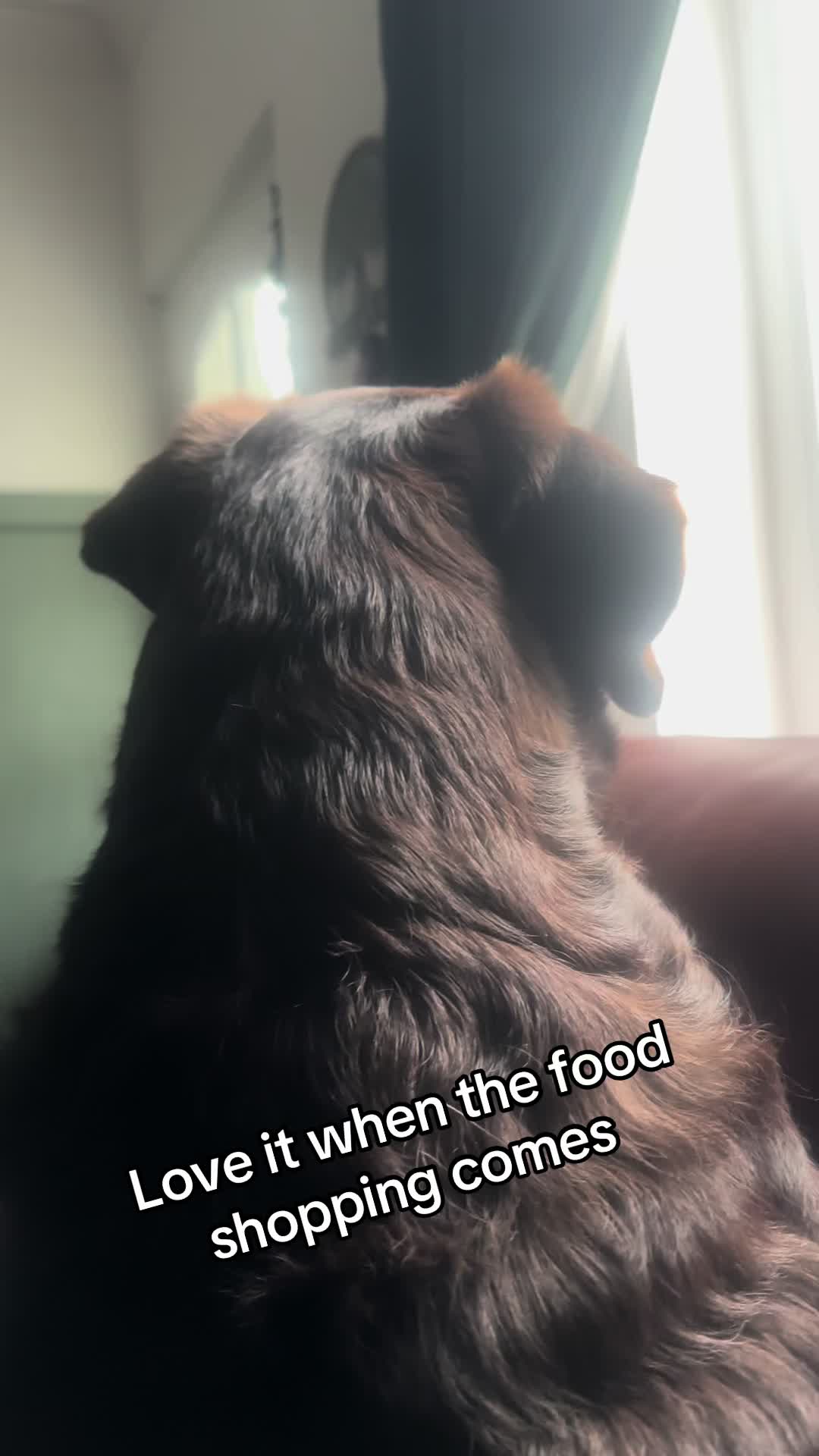 @Charlie the Chocolate Lab