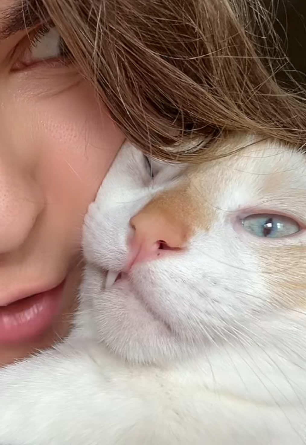 @FamiliarFEYpets