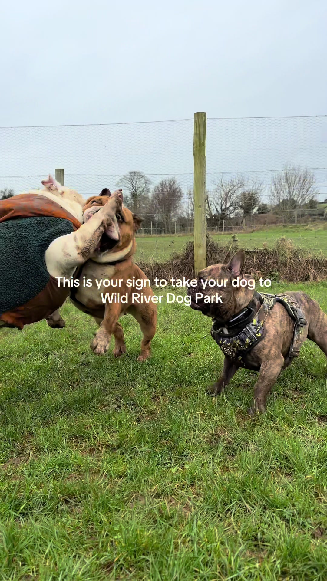 @Wild River Dog Park