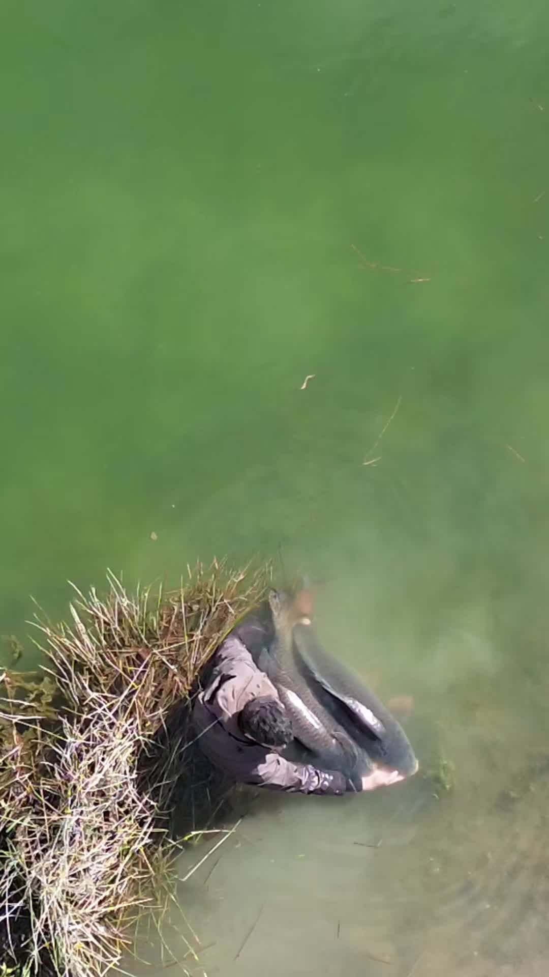 @Cedric_Ducere_starbaits