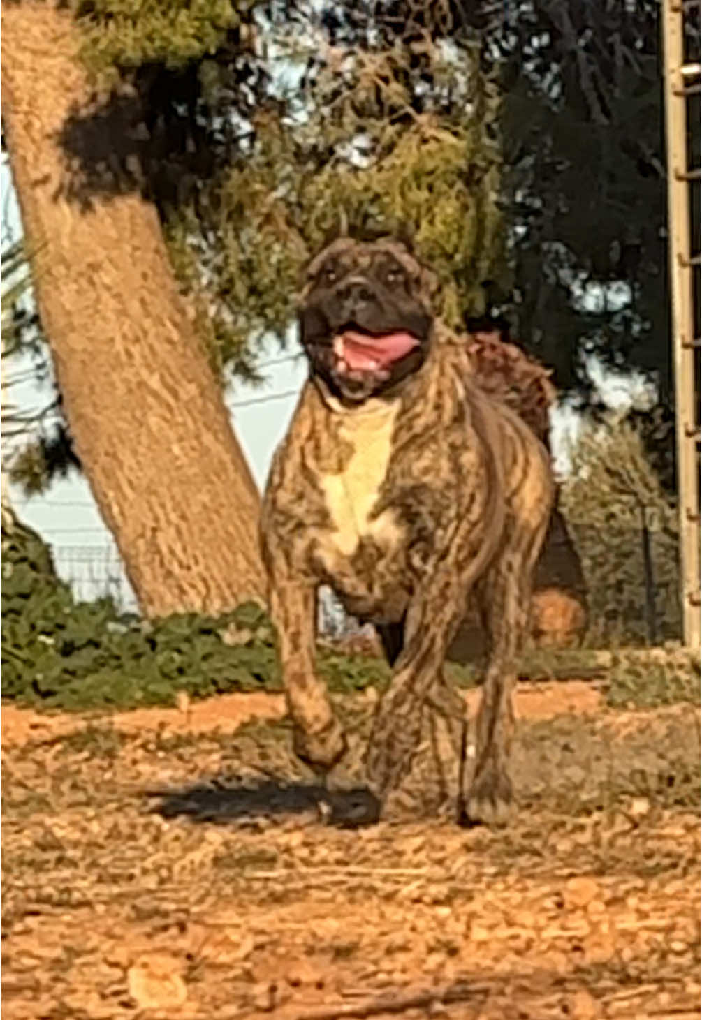 @Alberto Presa Canario Sanz