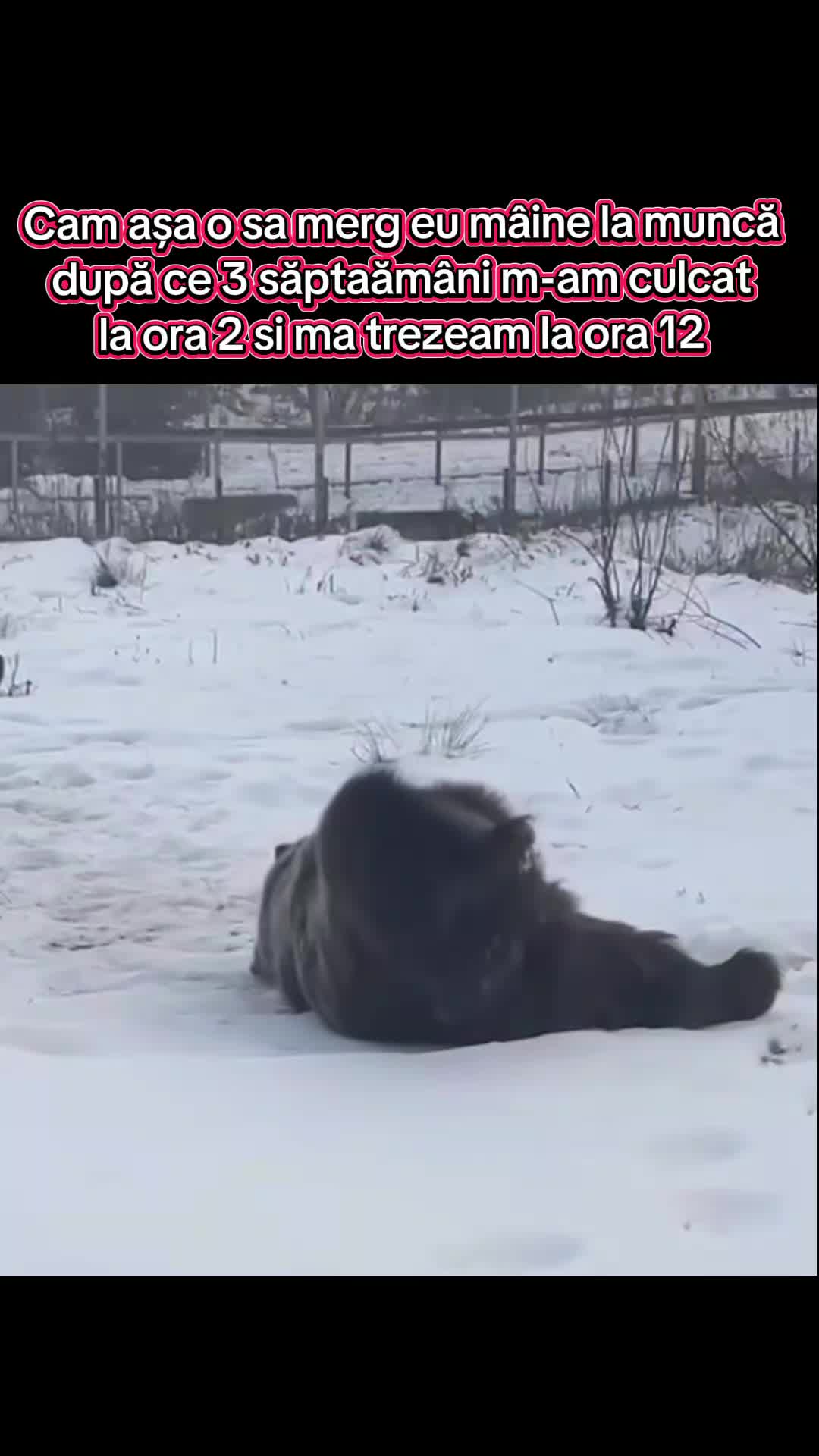 @Papychulo