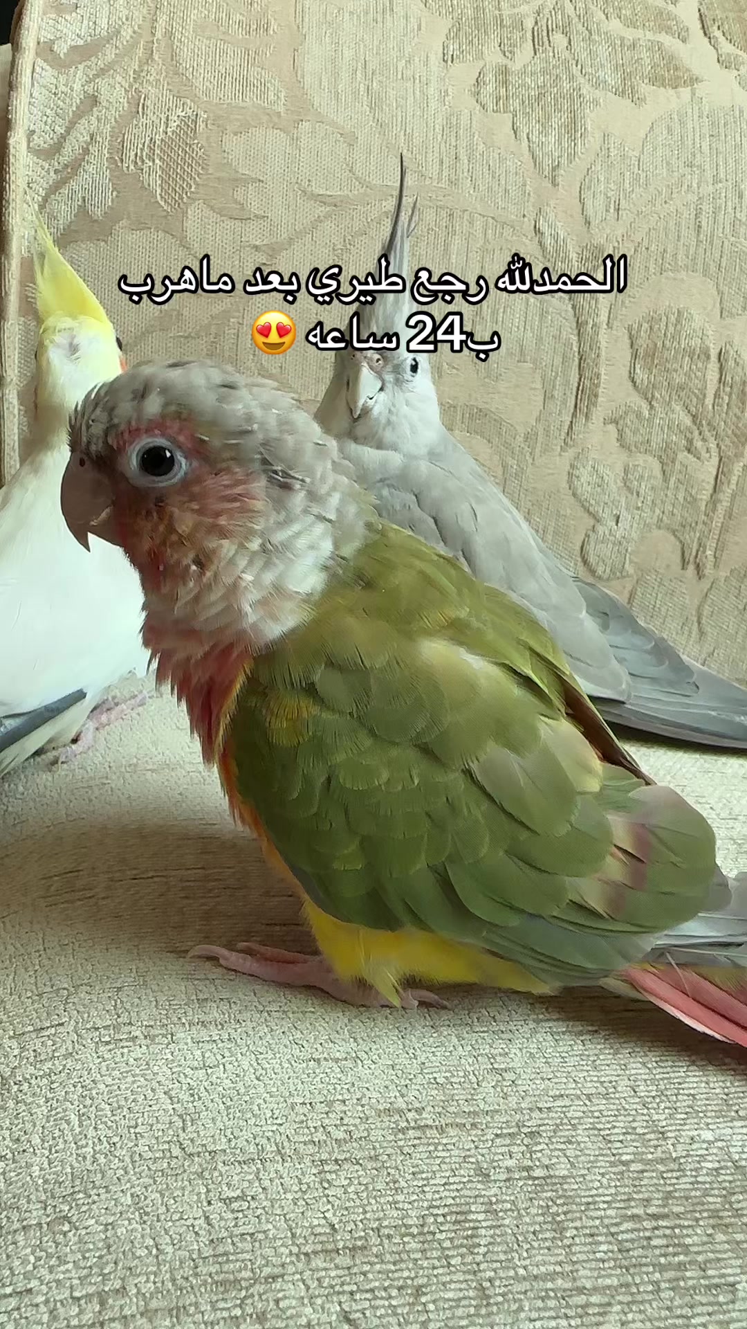 @🦜SOROR🦜