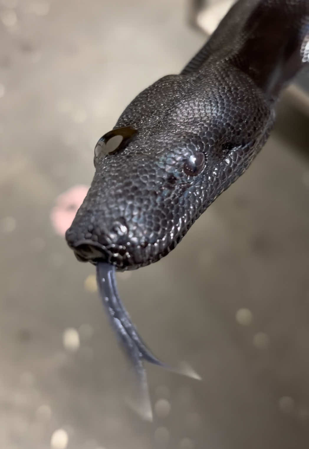 @Snake Country