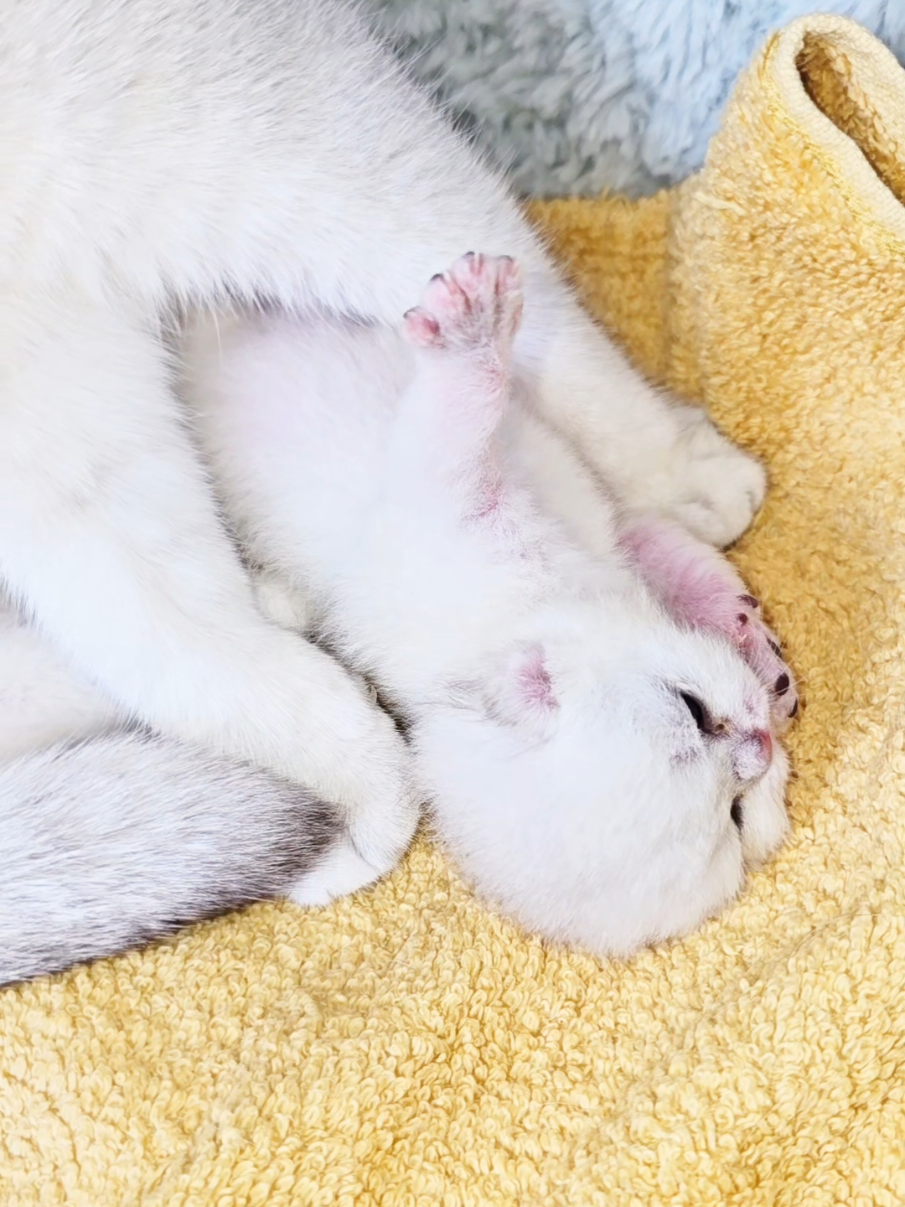 @Cat Chloe & kittens