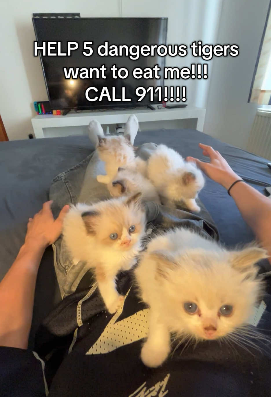 @Cute Ragdolls