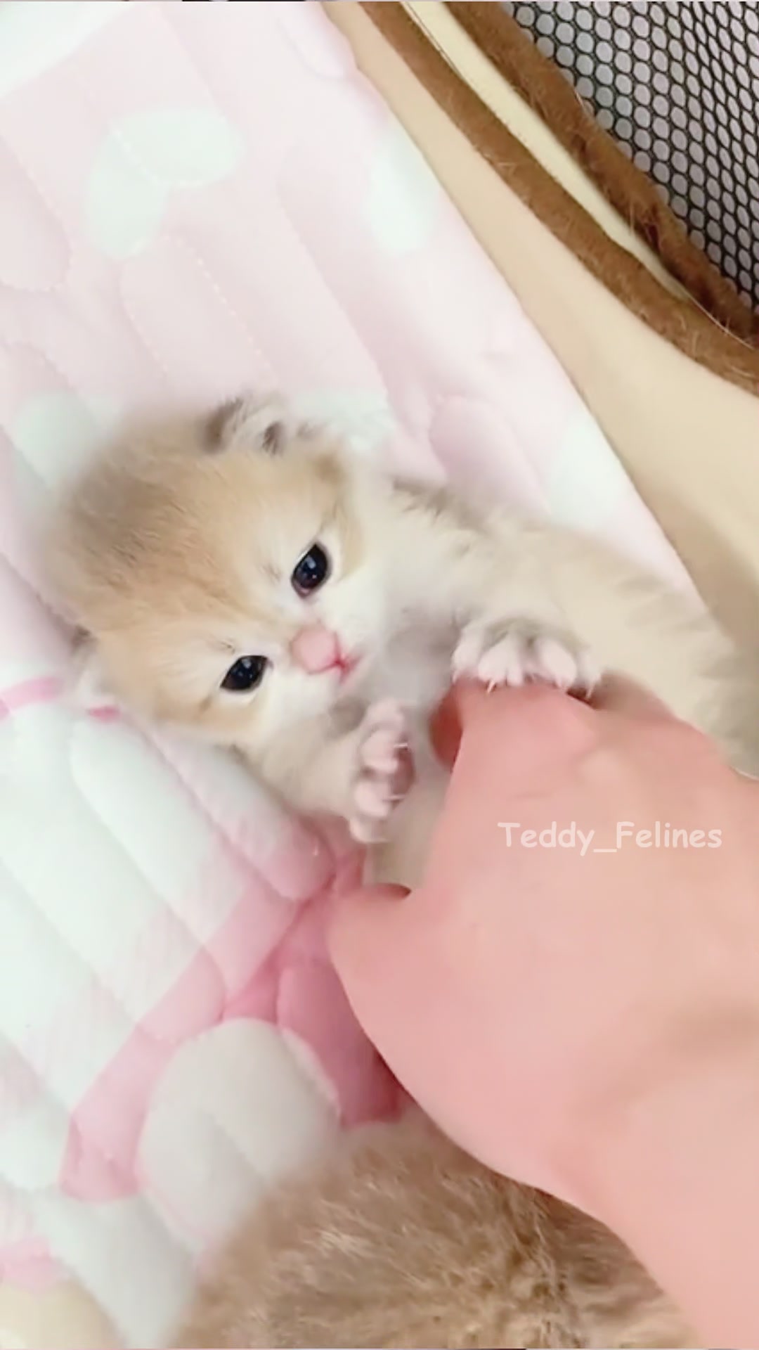 @Teddy_Felines 🧸🐾