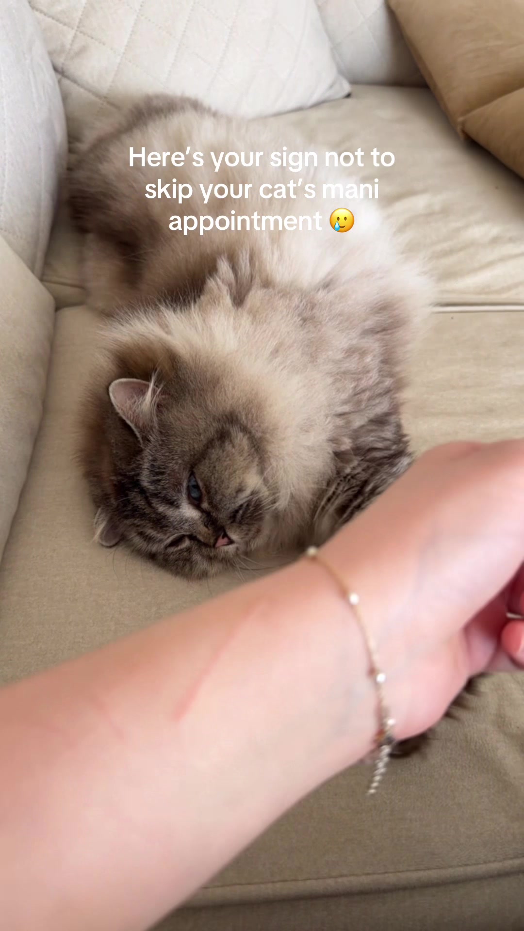 @Daisy The Cat