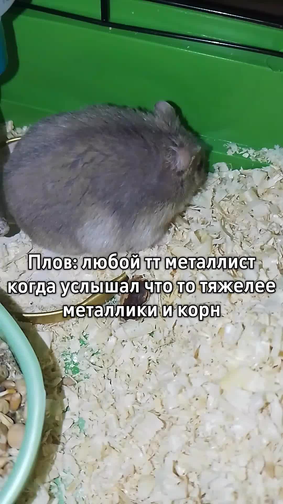 @🇬🇧 Британский Металлист 🇬🇧