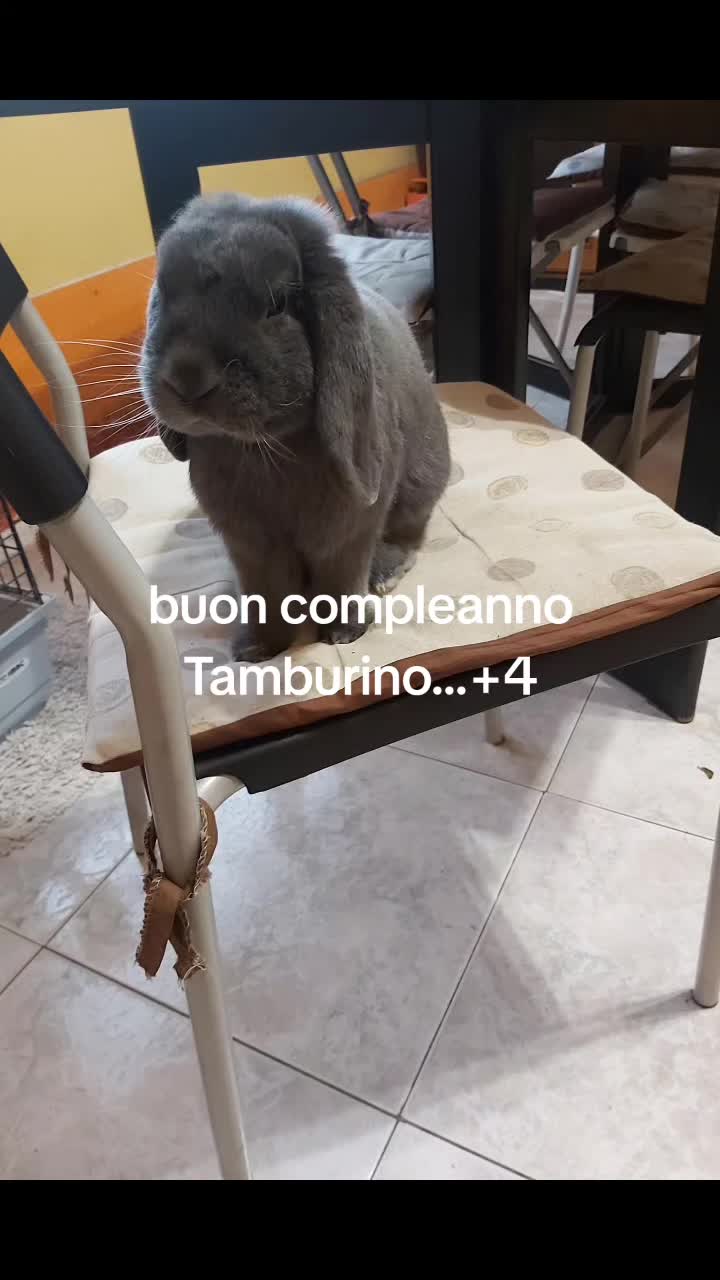 @Mia &Tamburino 🐶🐰
