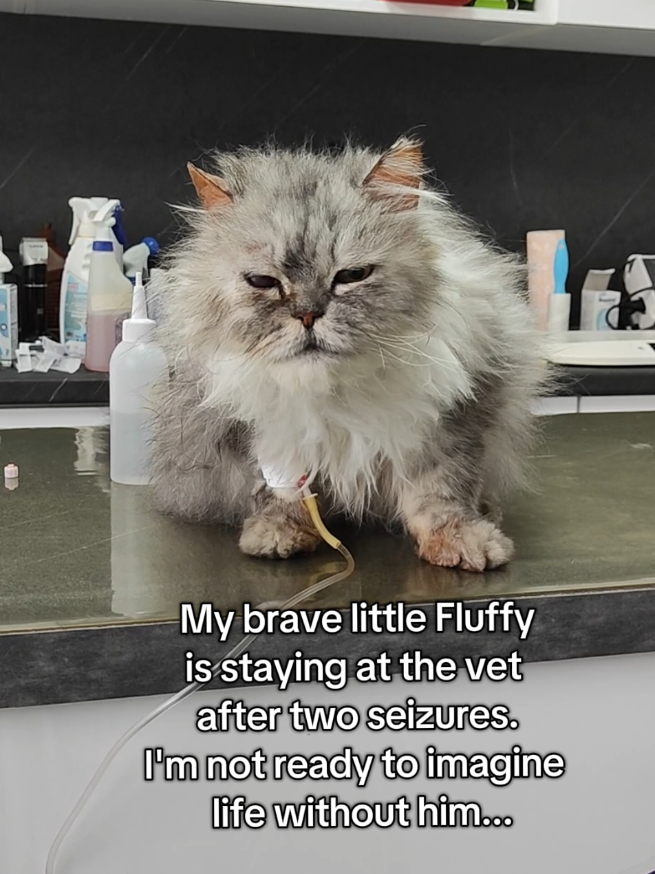 @Fluffy - the persian cat