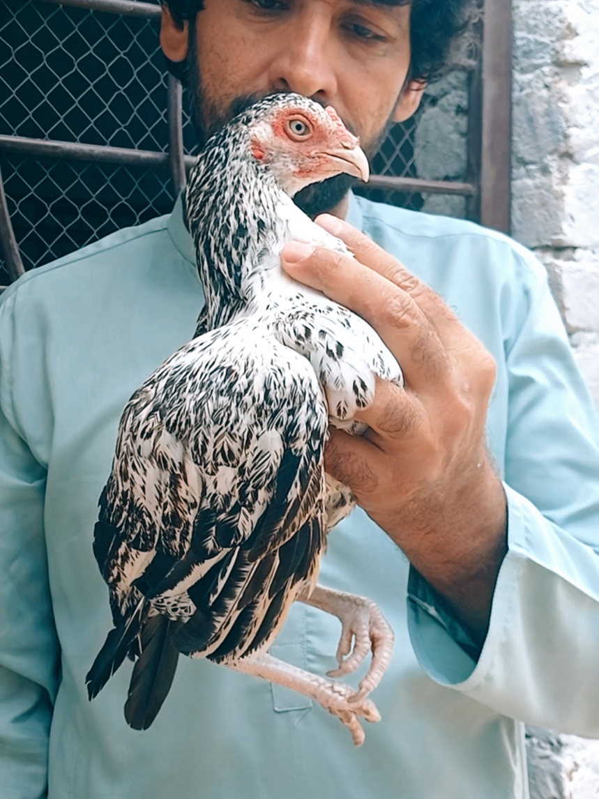 @Sajjad Aseel Farm
