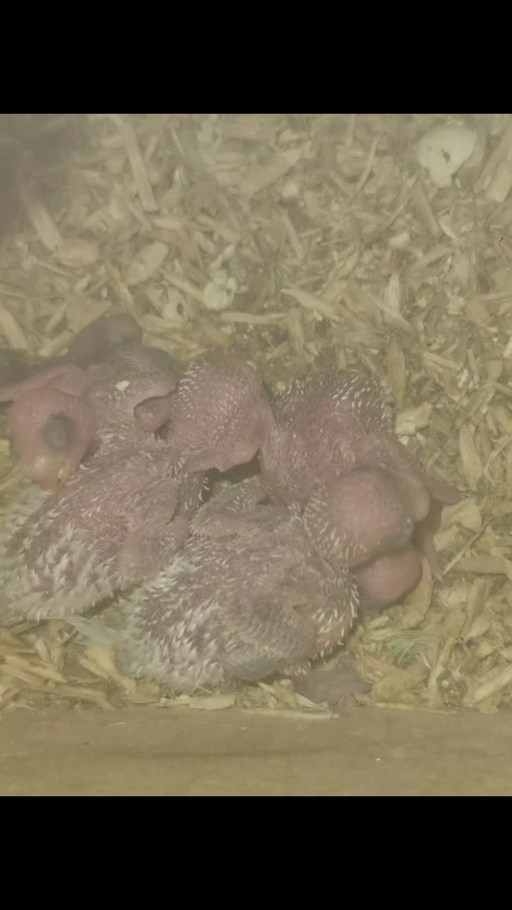 @shaws exotics