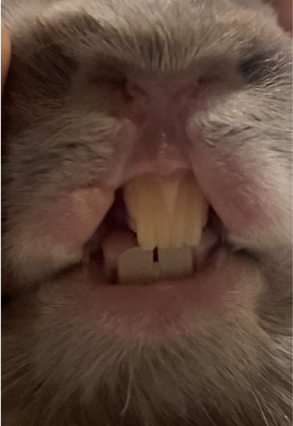 @PantoufleLapin