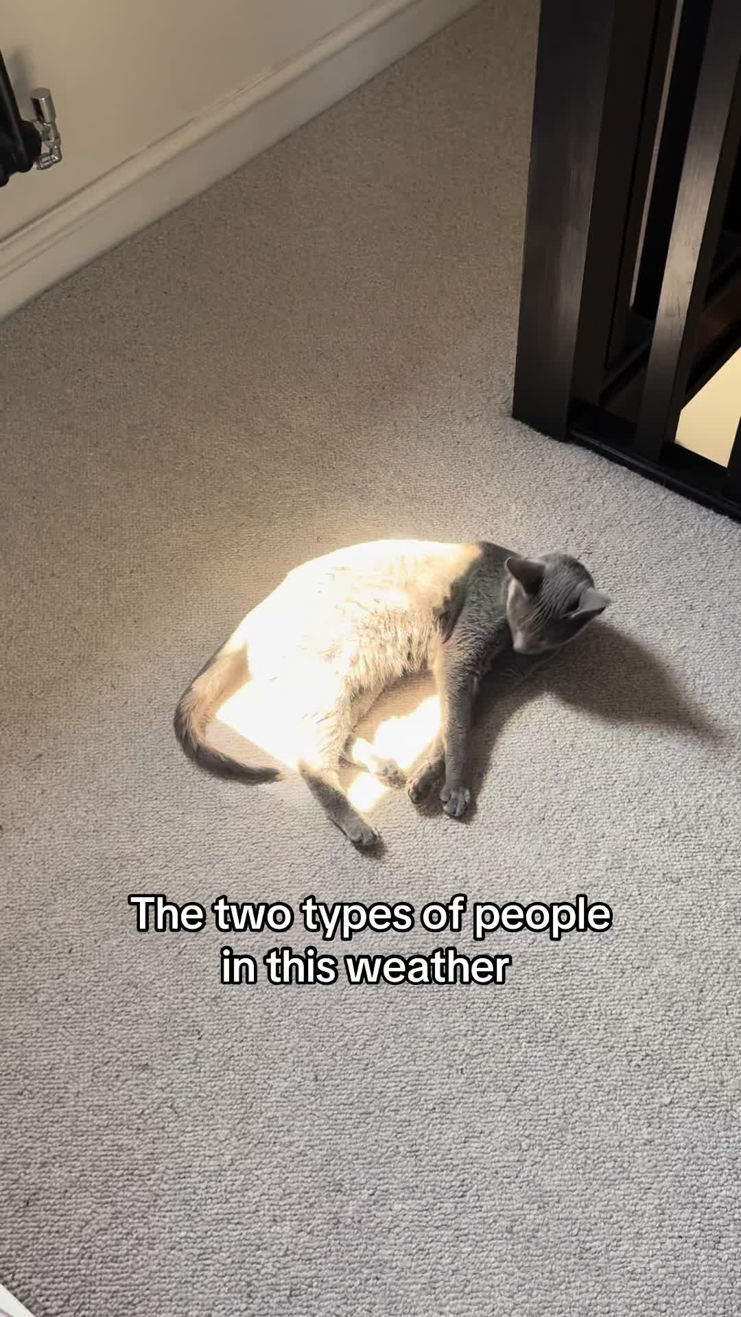@Luna & Pluto