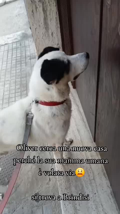 @Mikela Di Maio