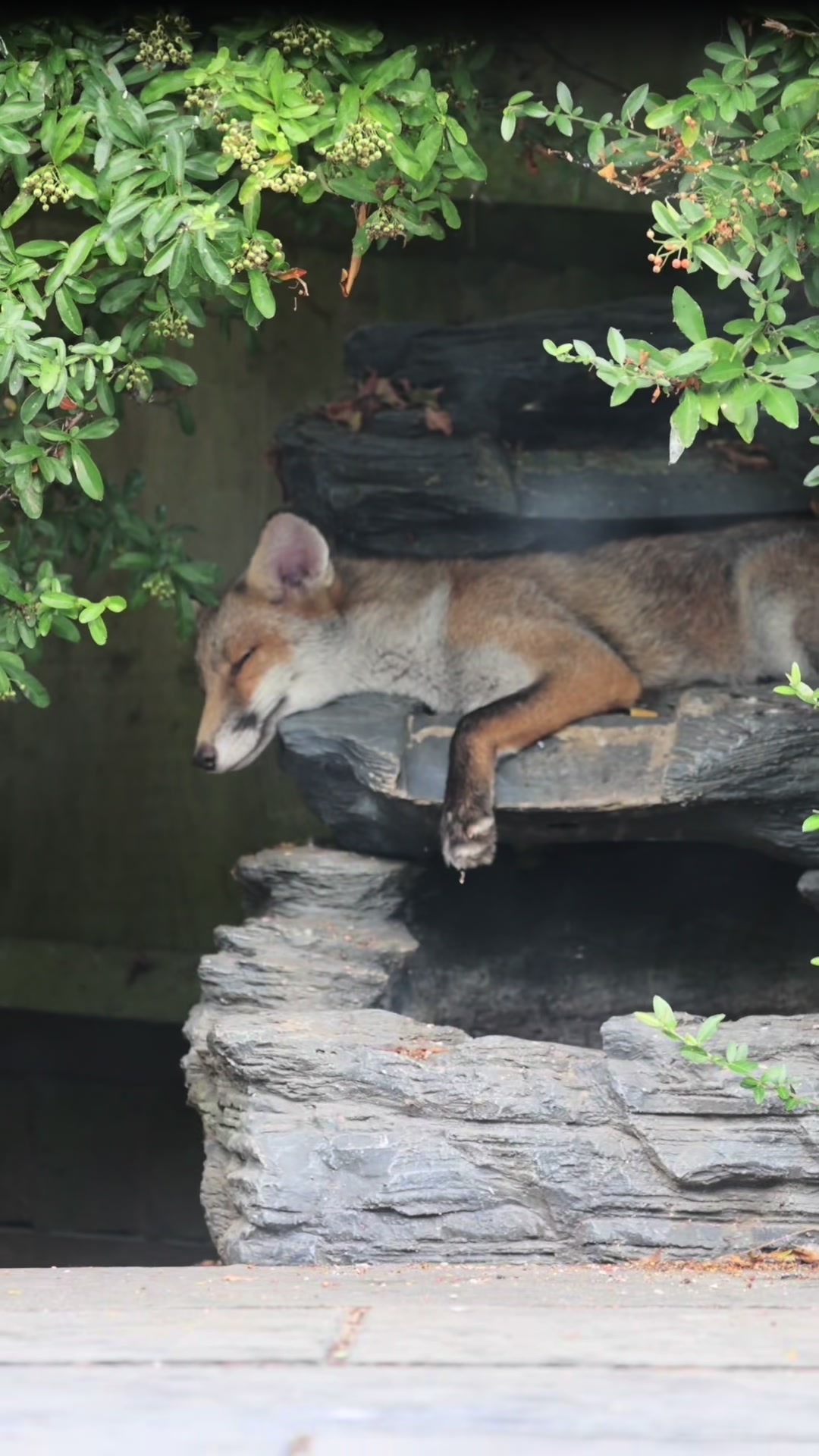 @gp_wildlife