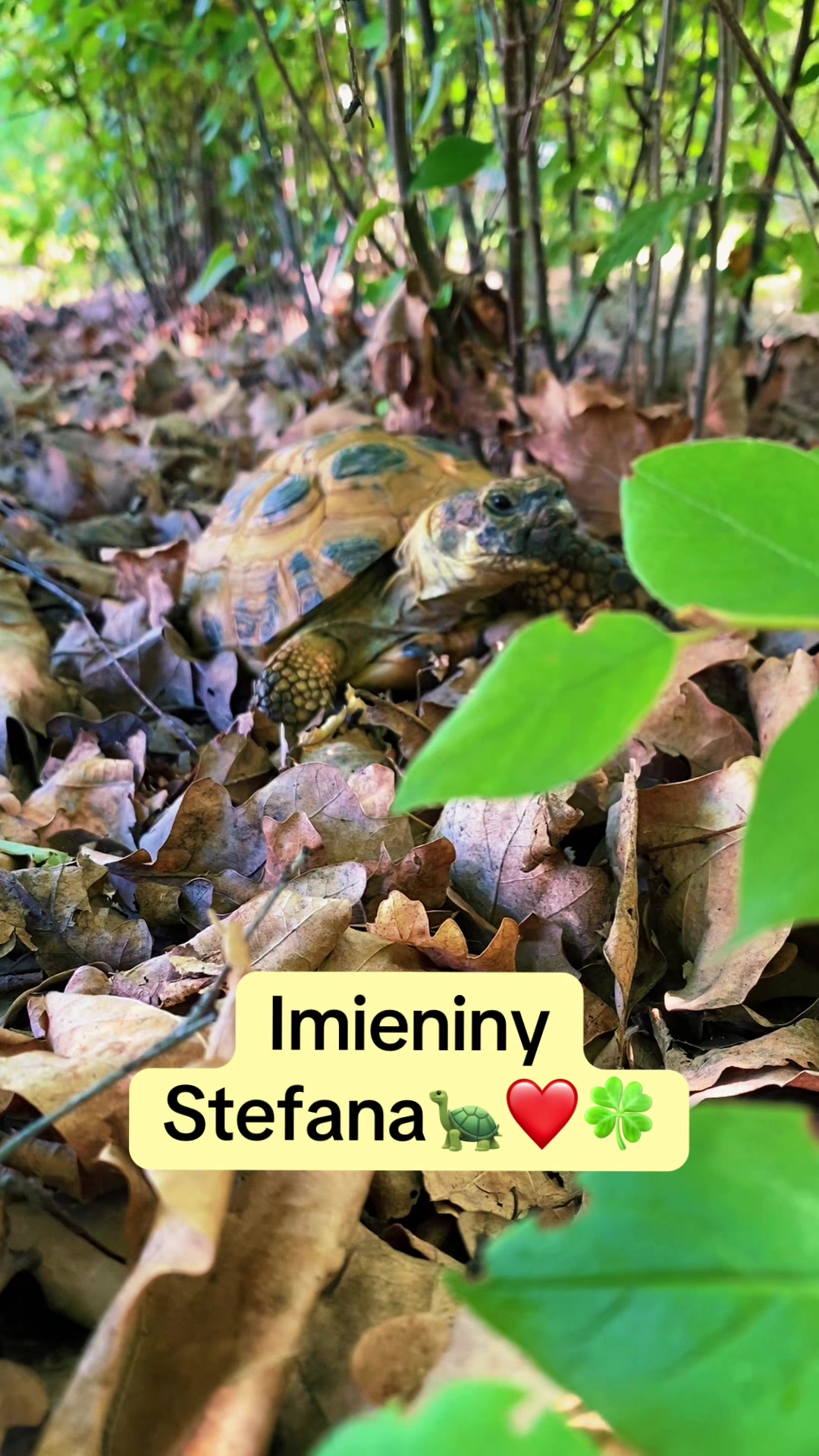 @Żółw Stefan Pierwszy