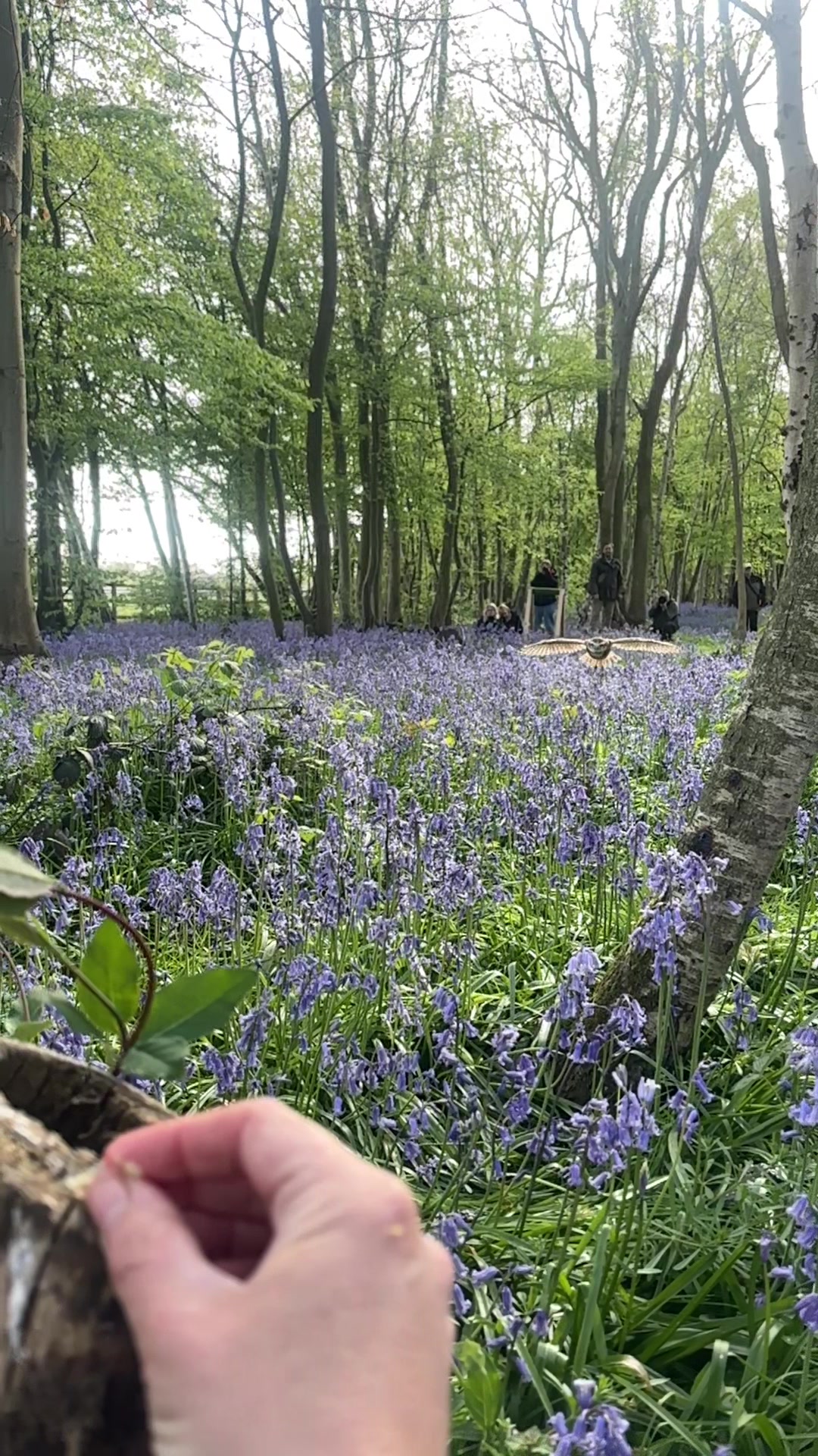 @Kent Falconry Centre