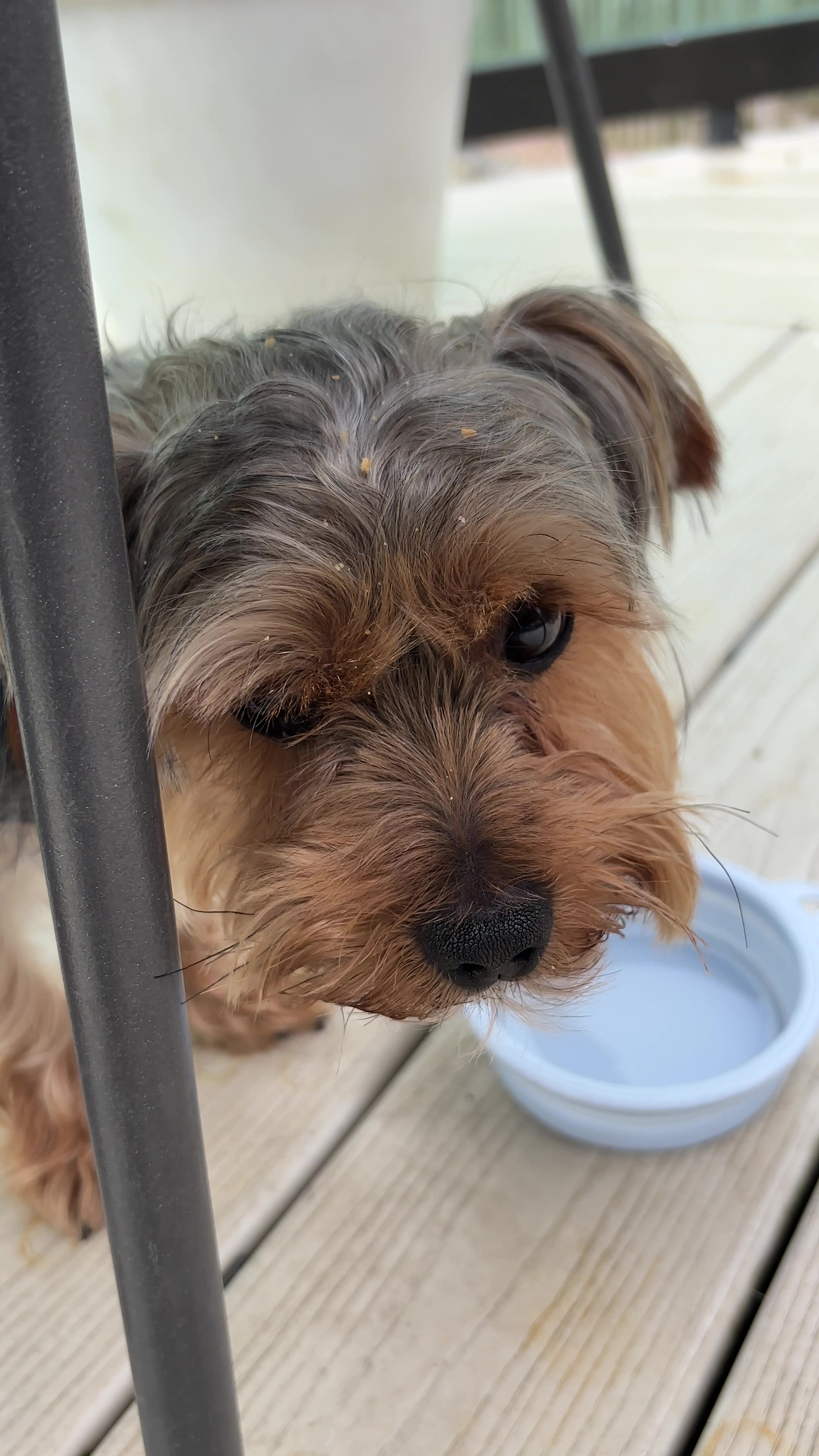 @Benjie the Yorkie