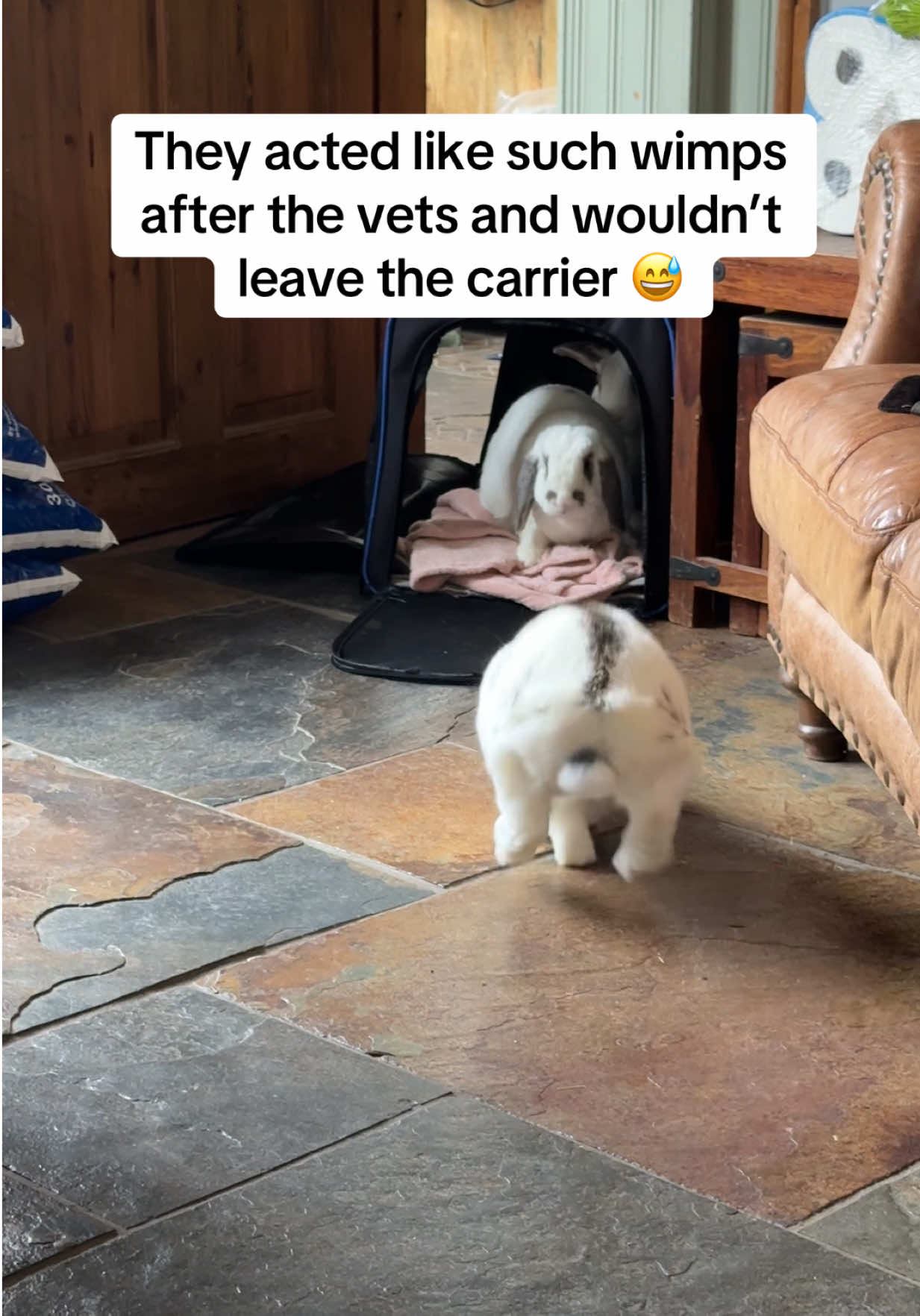 @Bun, two, three, four