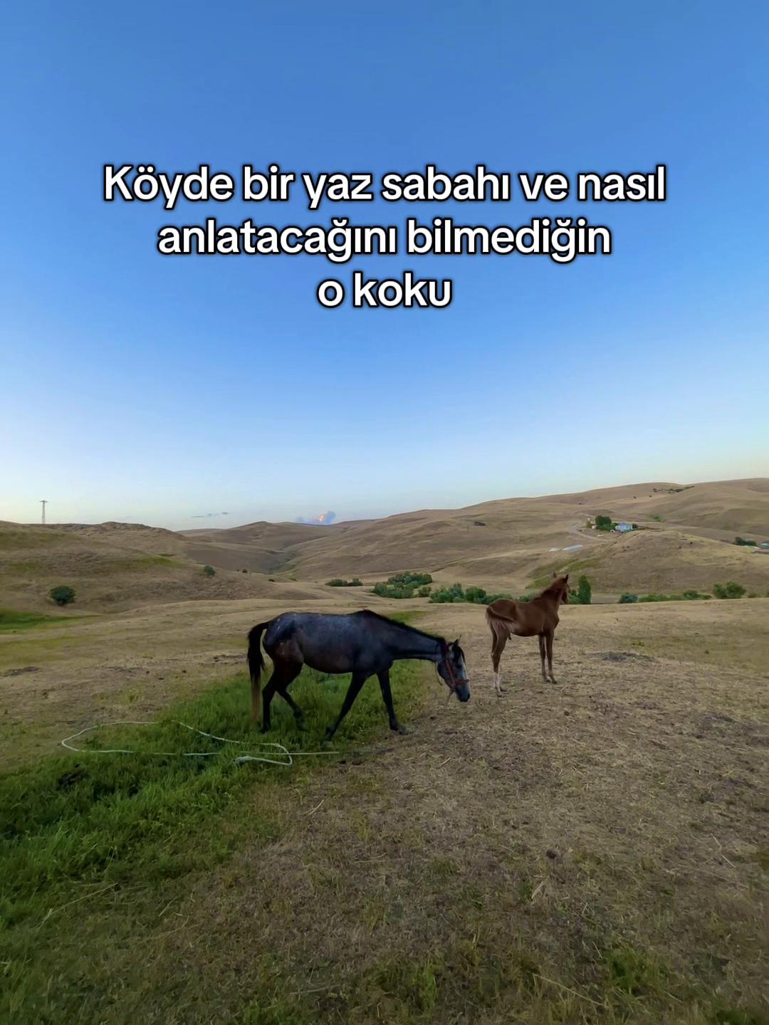 @savaş