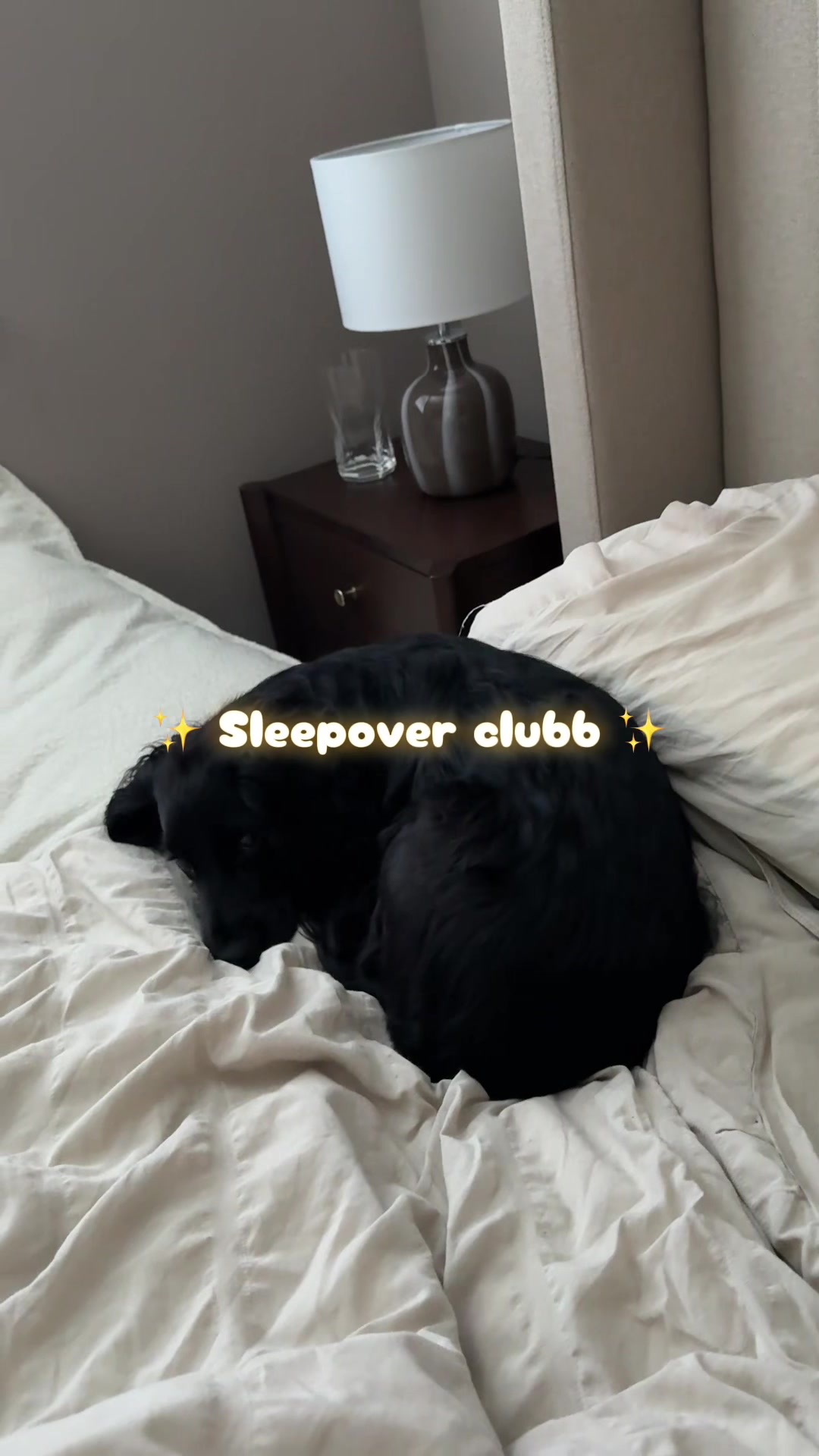 @maggie.moo.cocker