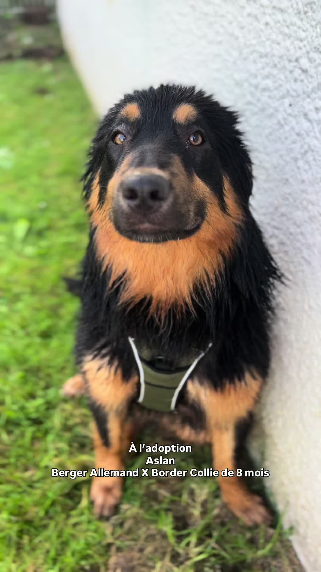 @Association Puppykittyfrance