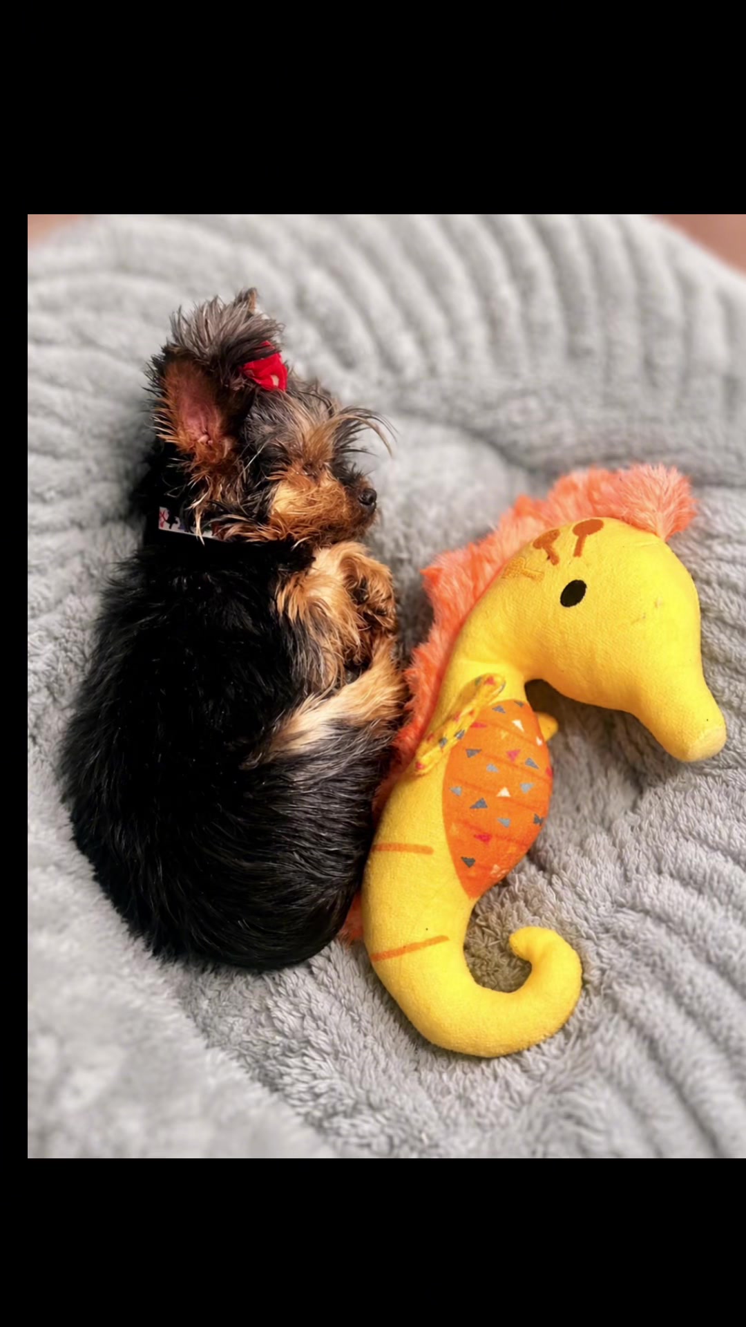 @Pepper_and_Peaches