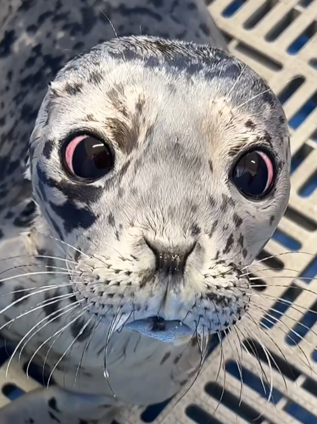 @🩷🎀 seal 🦭🩷